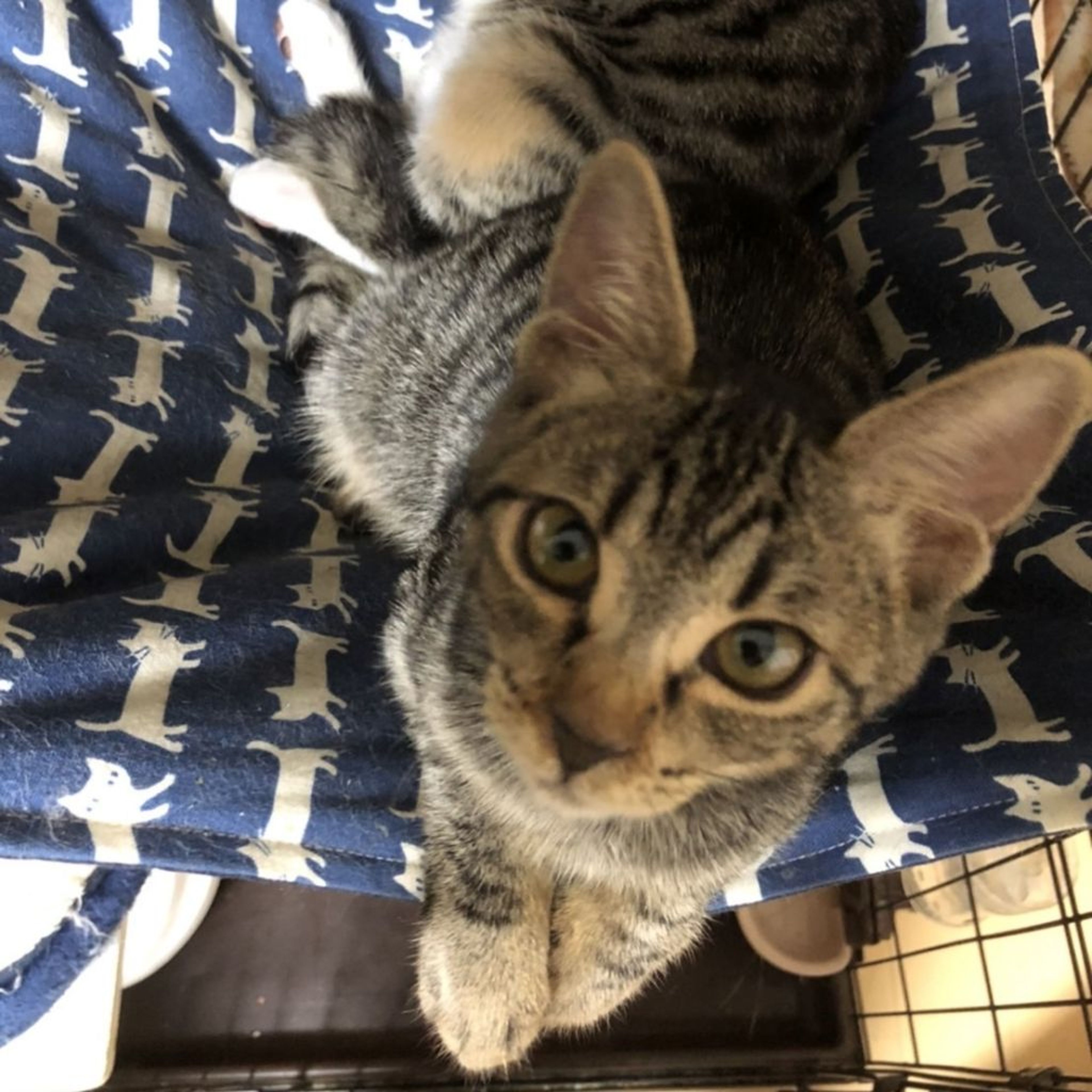 雑種（ミックス猫）・メスの里親募集の写真