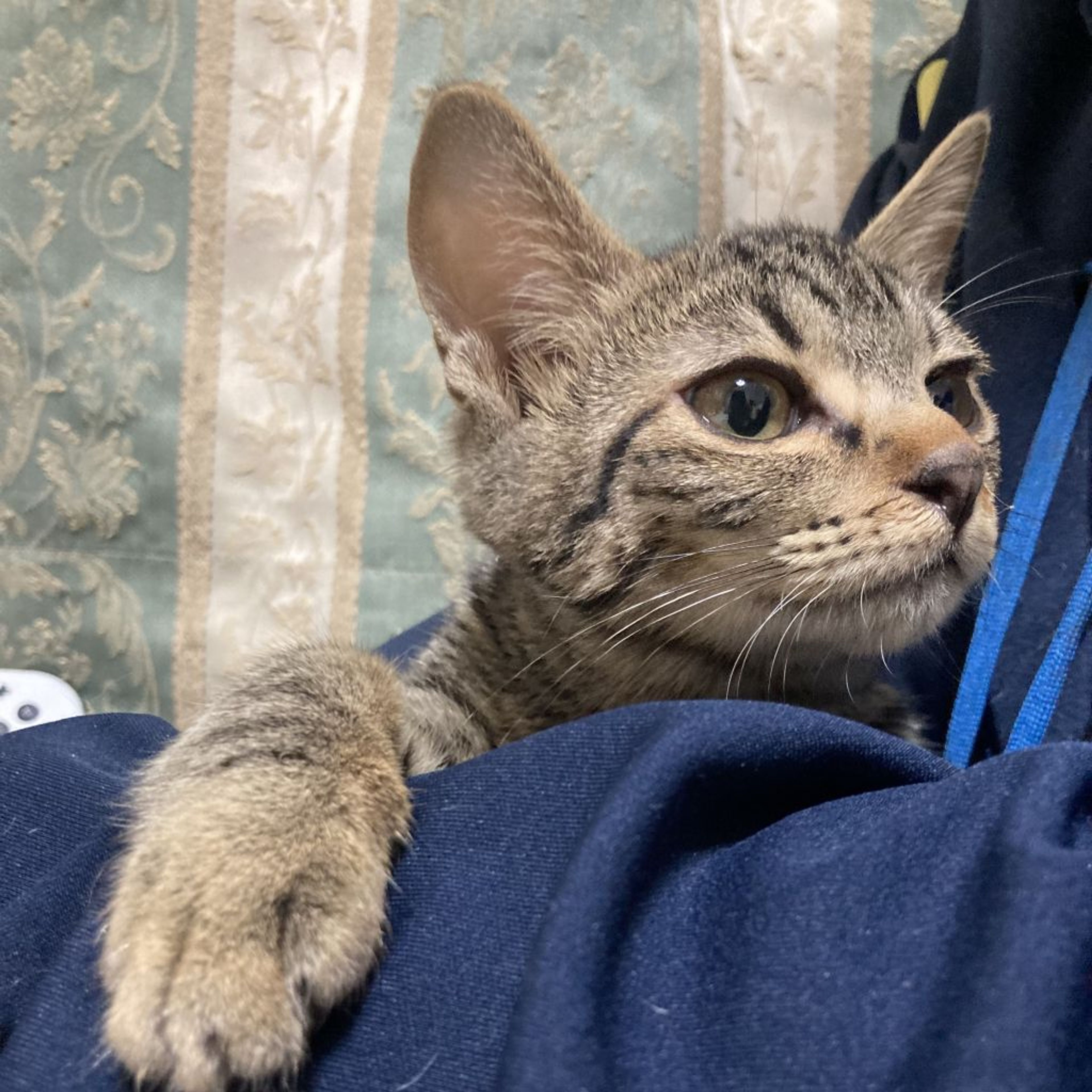 pet-image-4