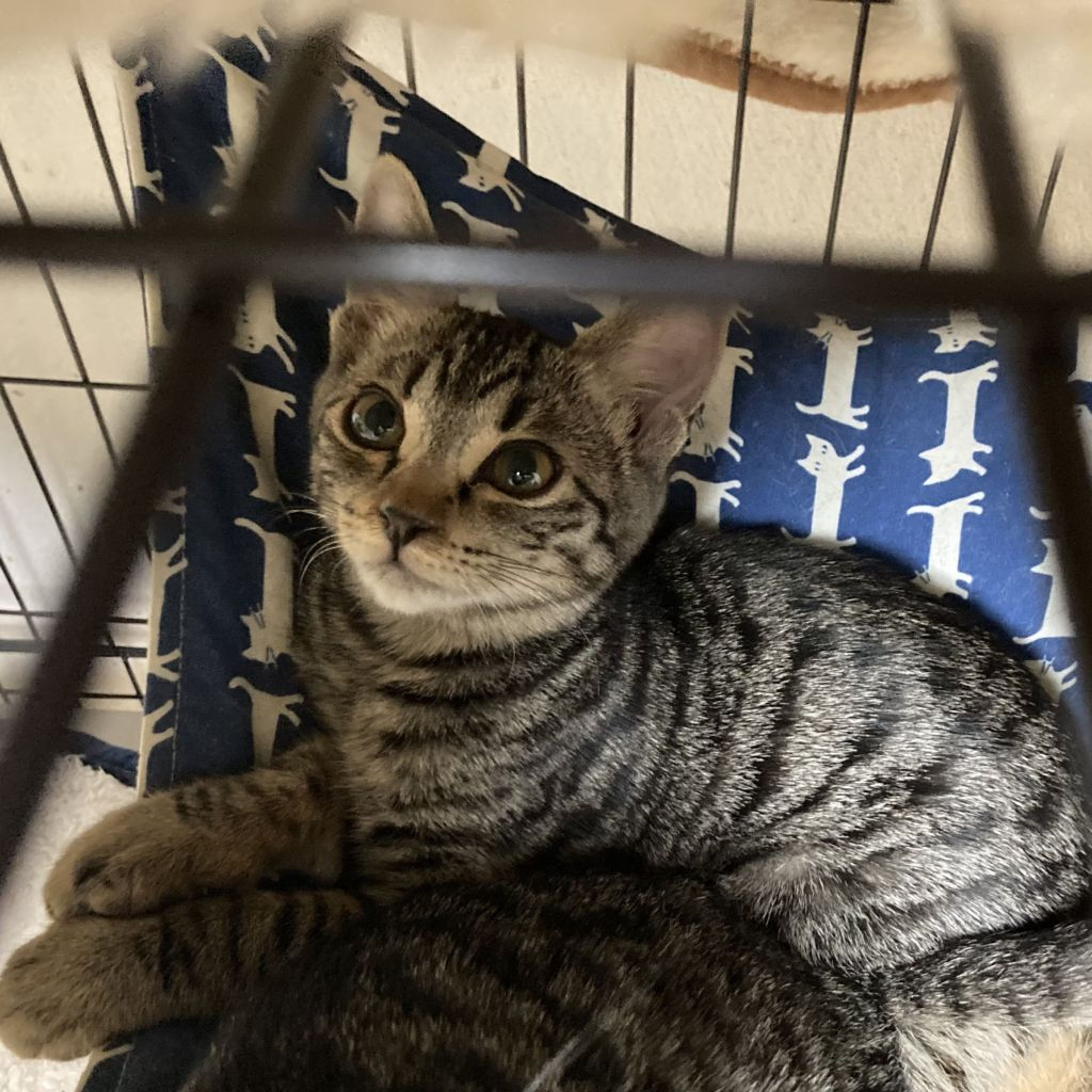 pet-image-5
