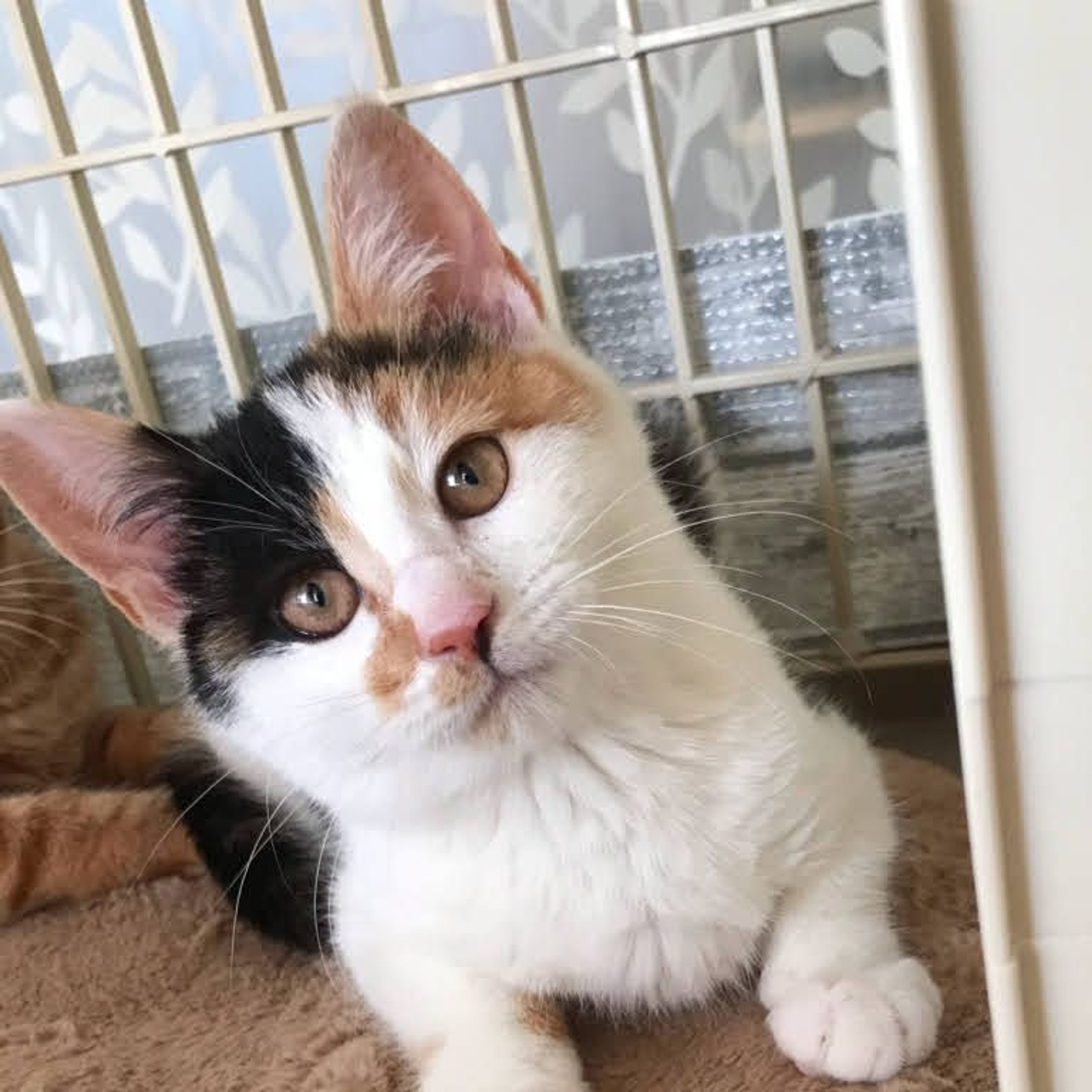 雑種（ミックス猫）・メスの里親募集の写真