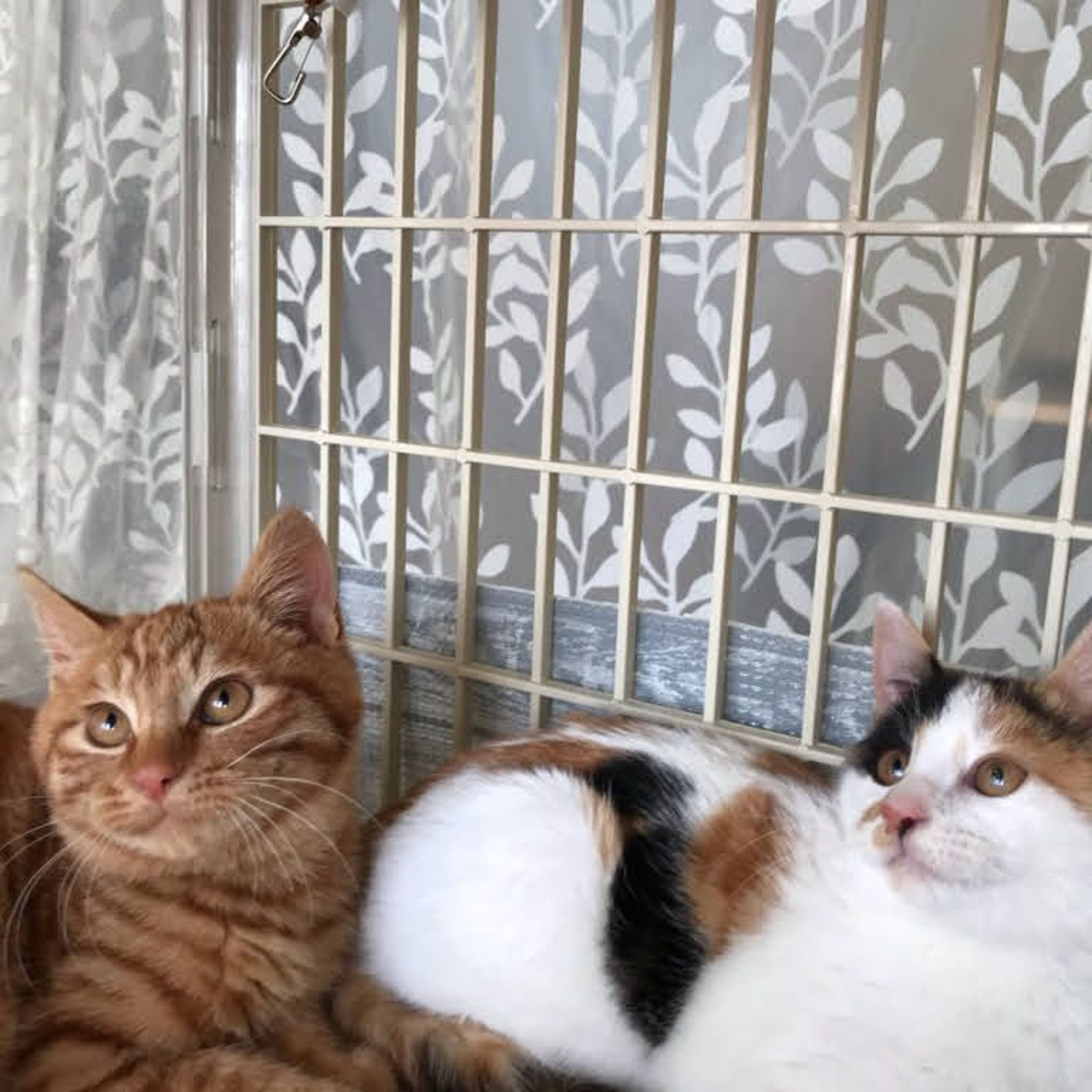 pet-image-5