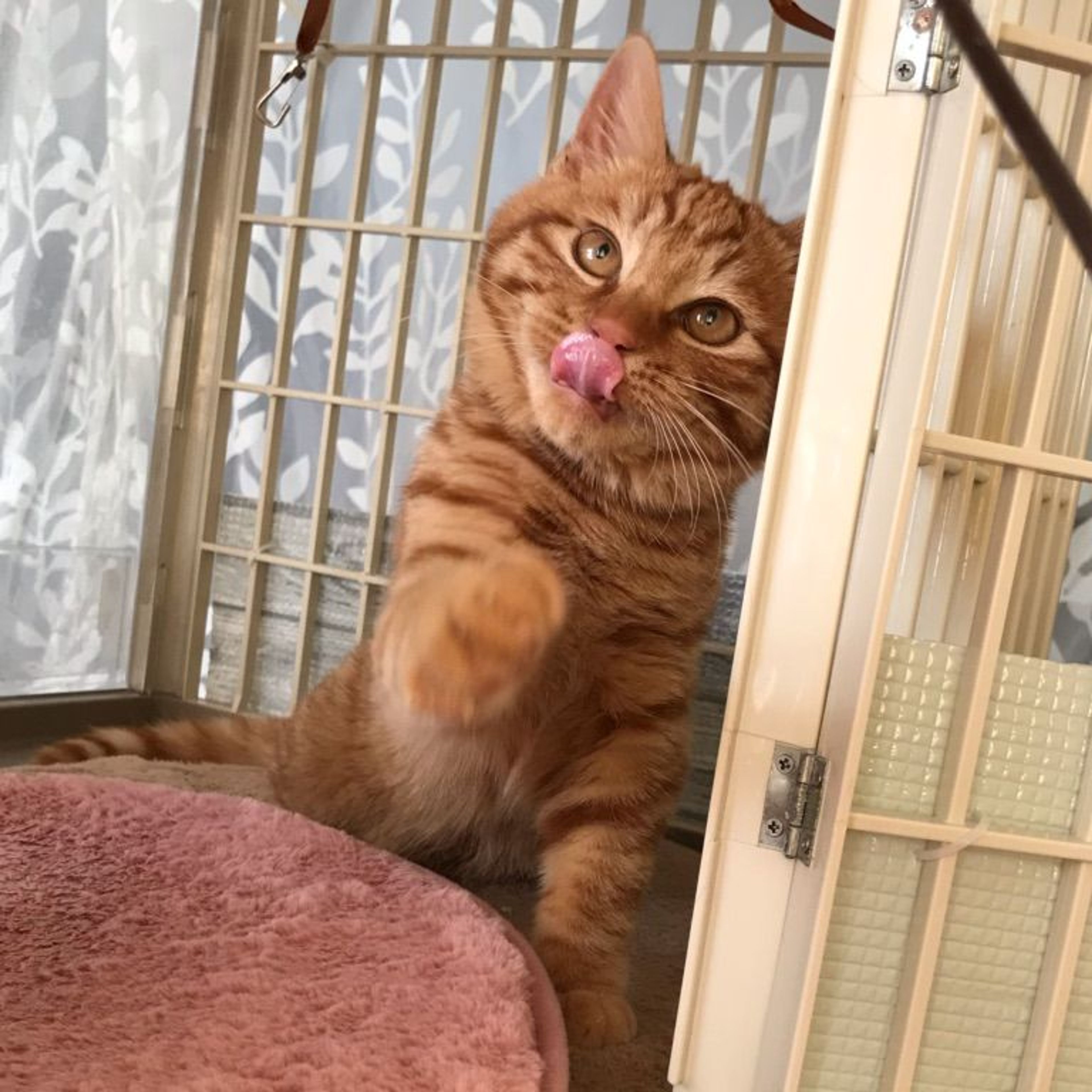pet-image-3