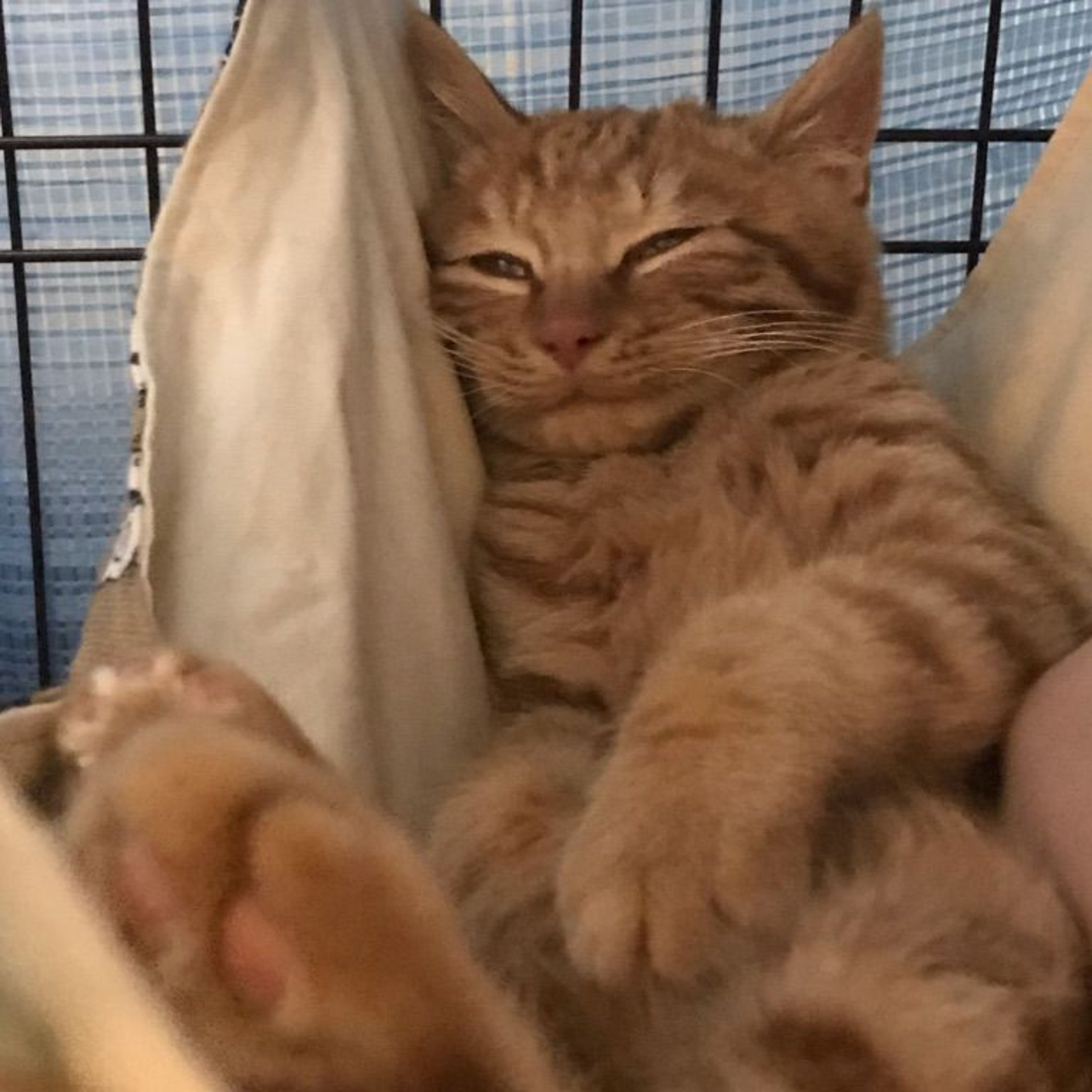 pet-image-4