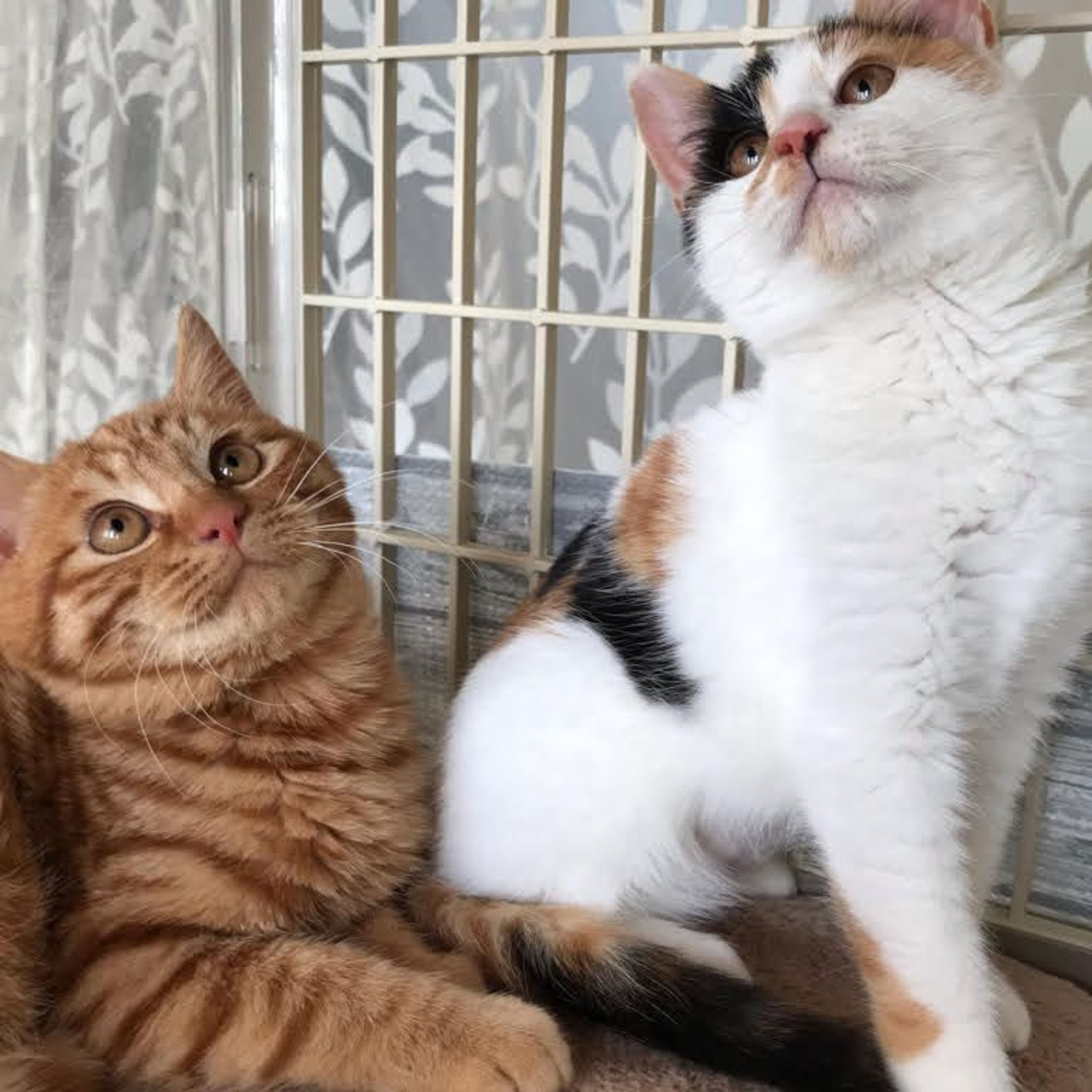 pet-image-5