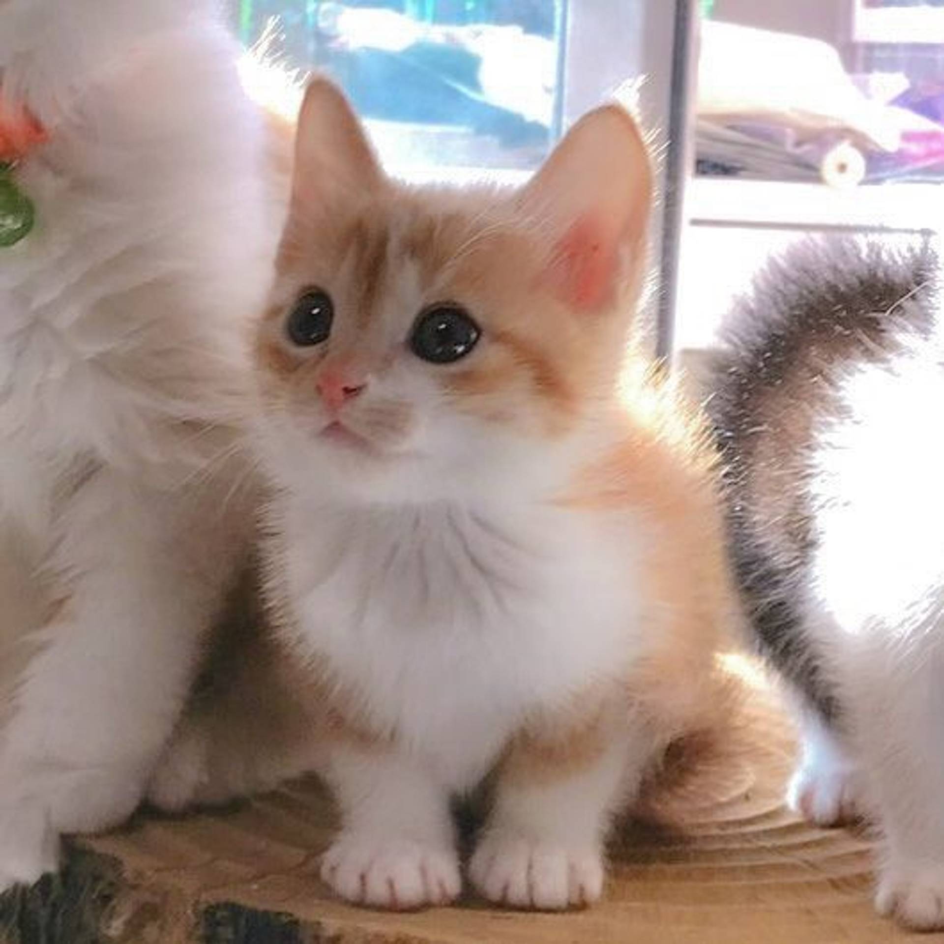 雑種（ミックス猫）・オスの里親募集の写真