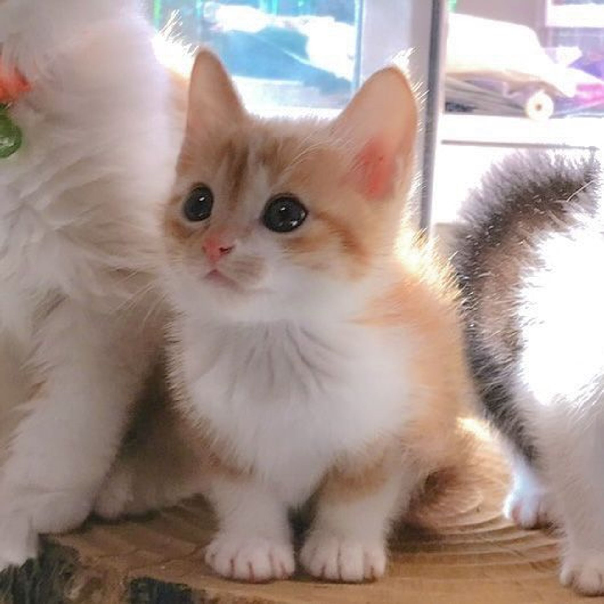 雑種（ミックス猫）・オスの里親募集の写真