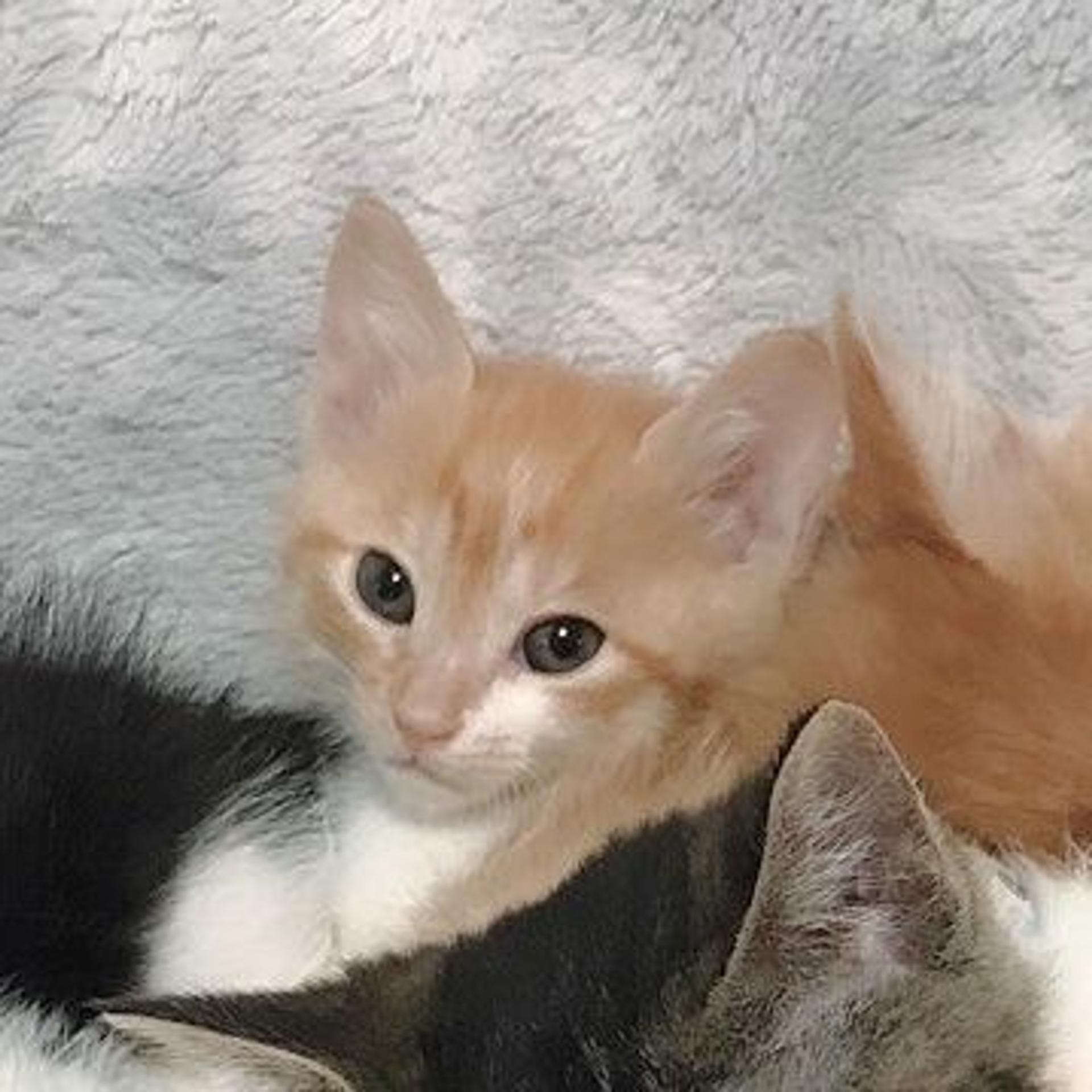 pet-image-4