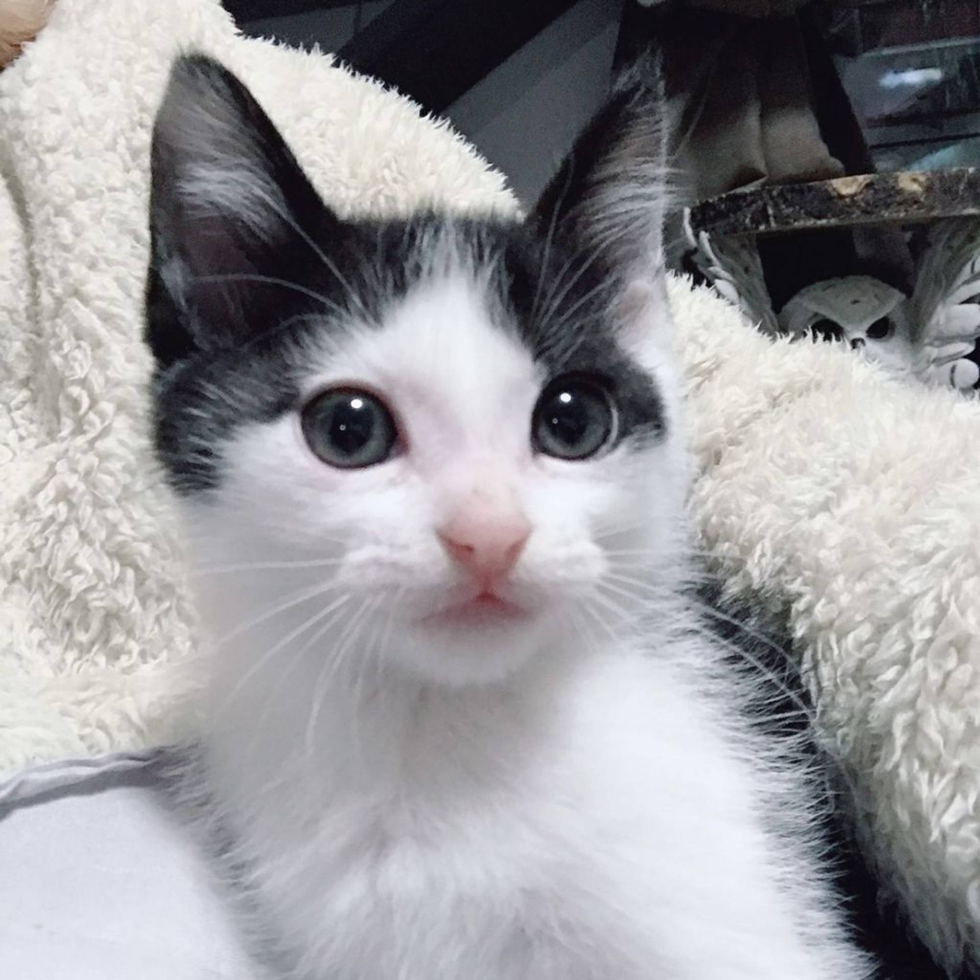 雑種（ミックス猫）・オスの里親募集の写真