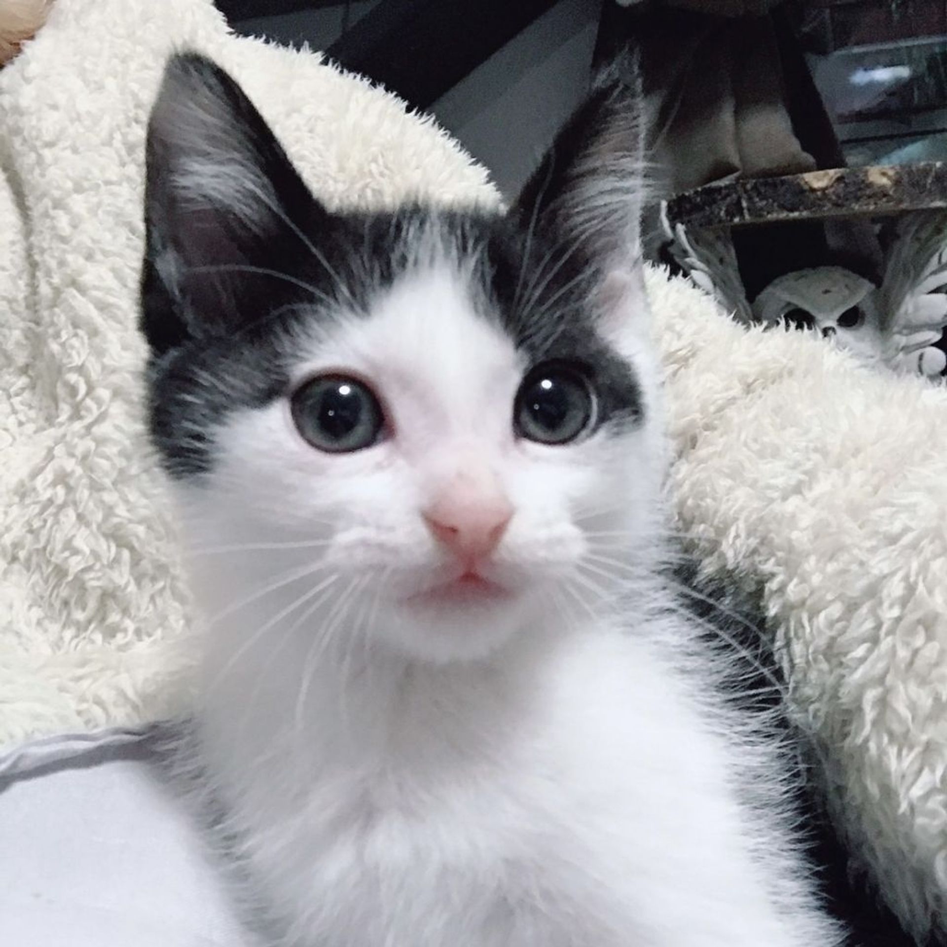 雑種（ミックス猫）・オスの里親募集の写真
