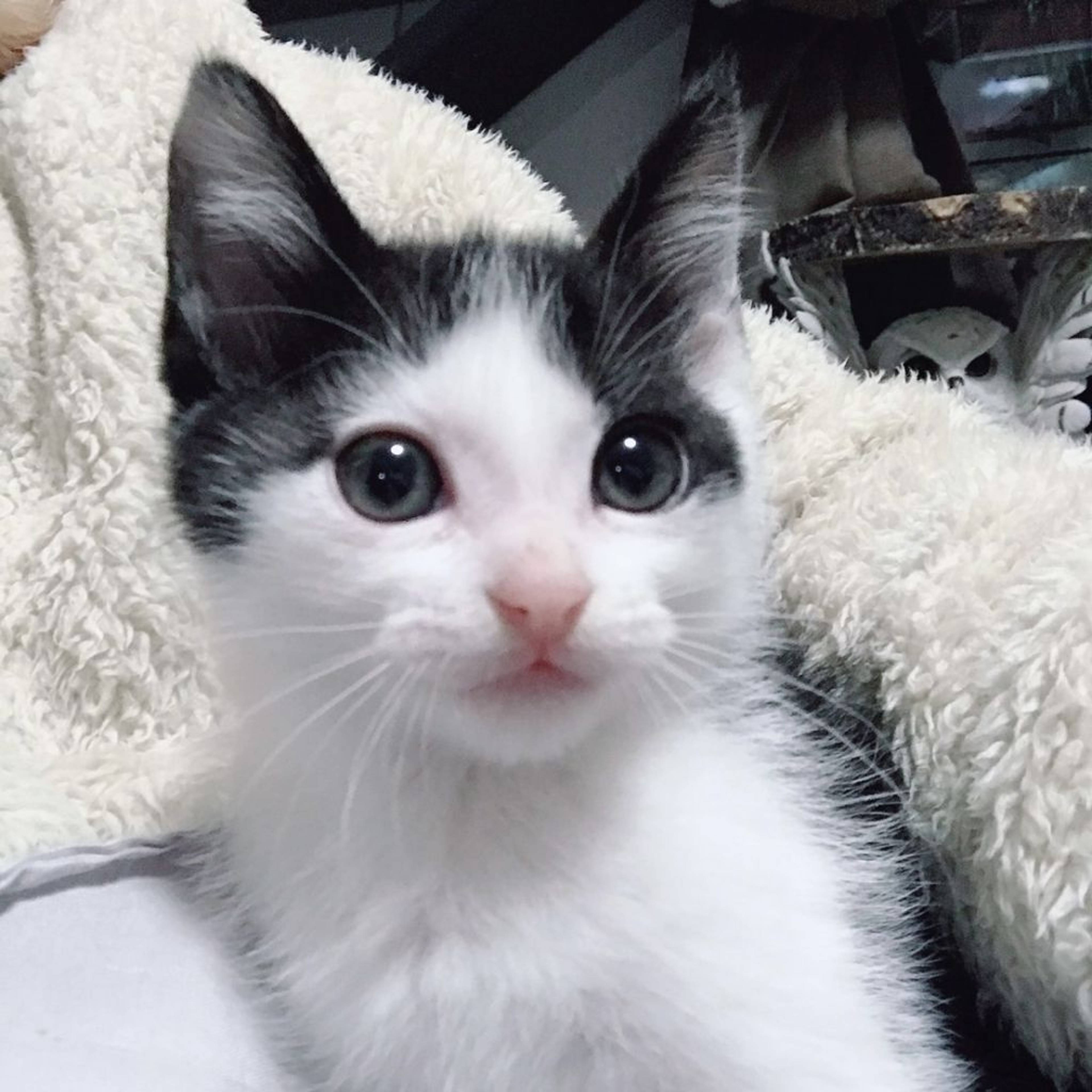 雑種（ミックス猫）・オスの里親募集の写真