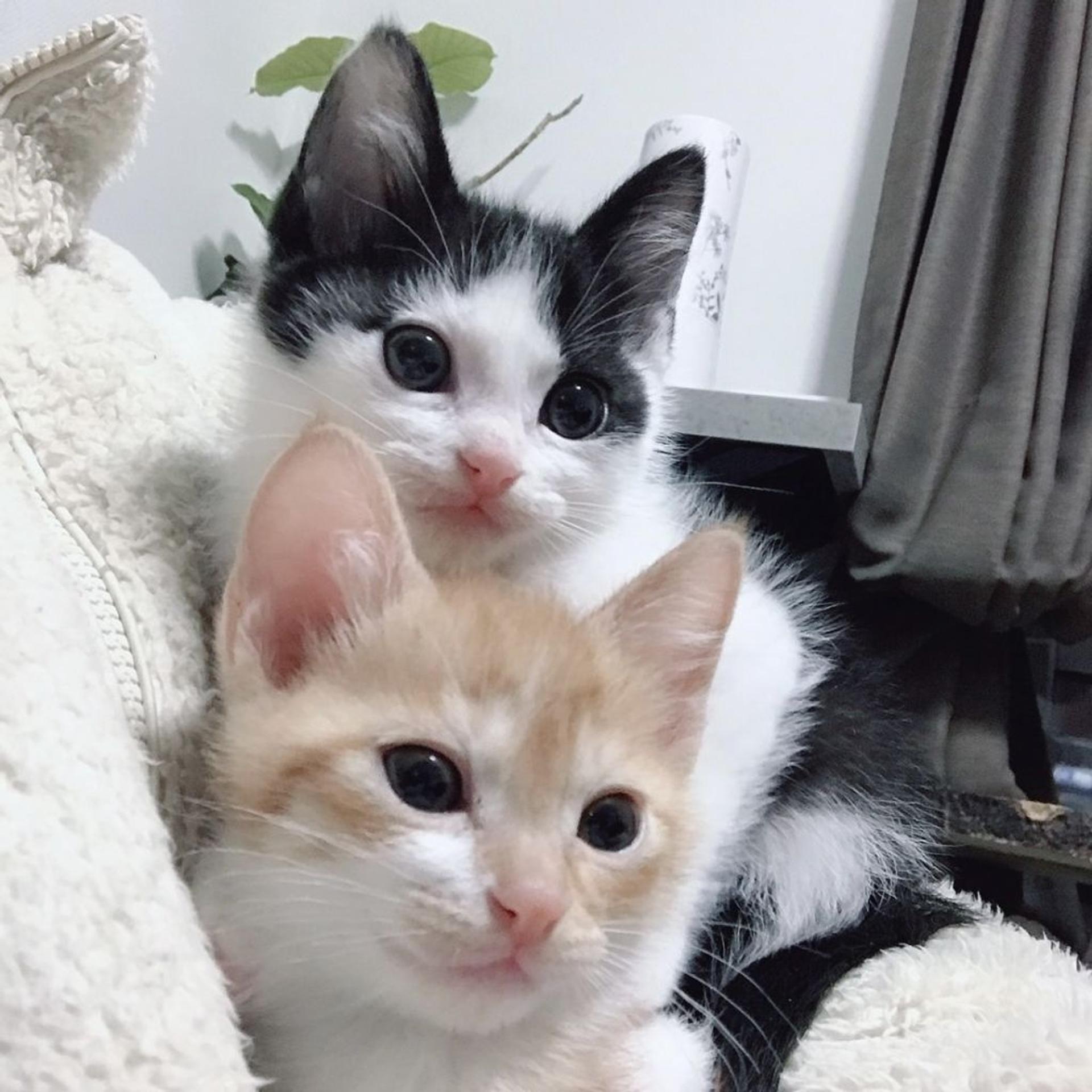 pet-image-3