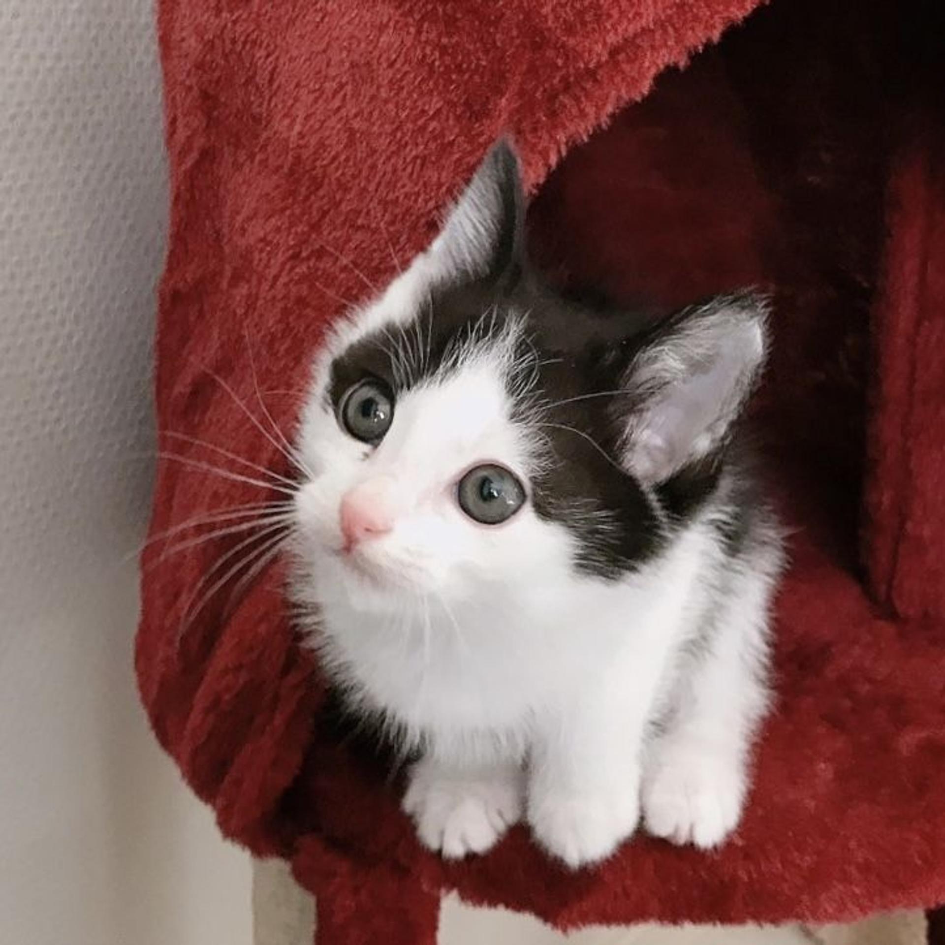 pet-image-4