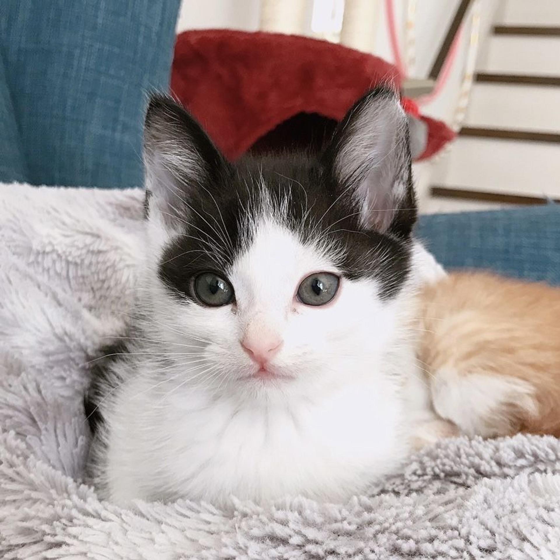 pet-image-6