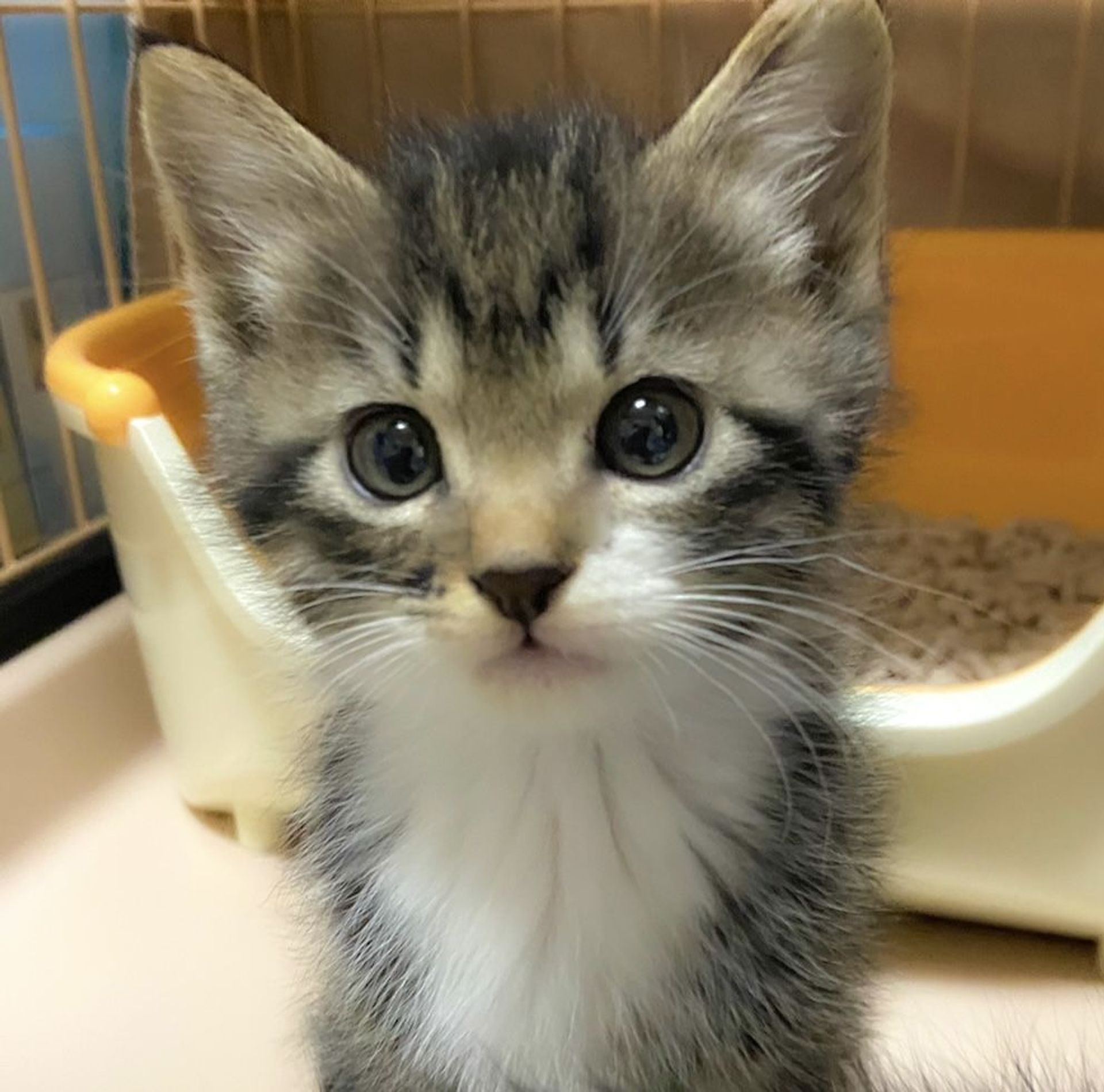 雑種（ミックス猫）・オスの里親募集の写真