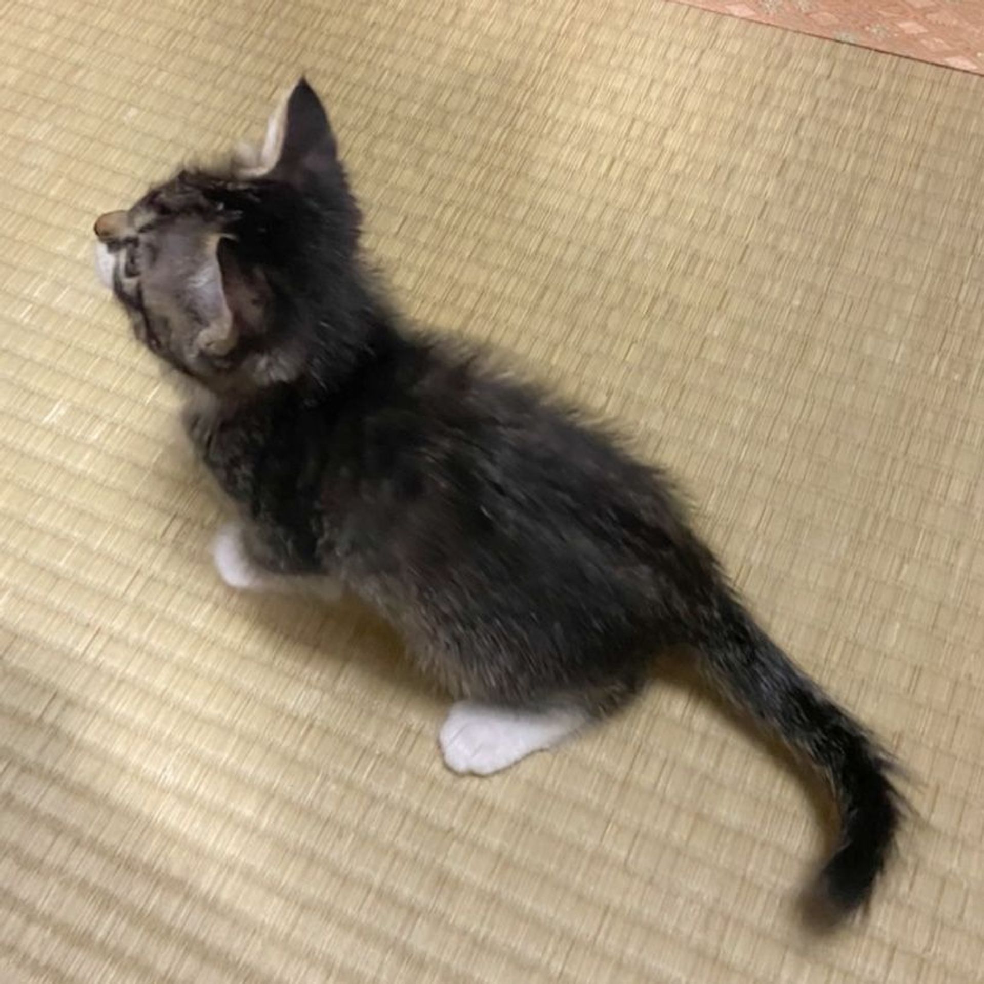 雑種（ミックス猫）・オスの里親募集の写真