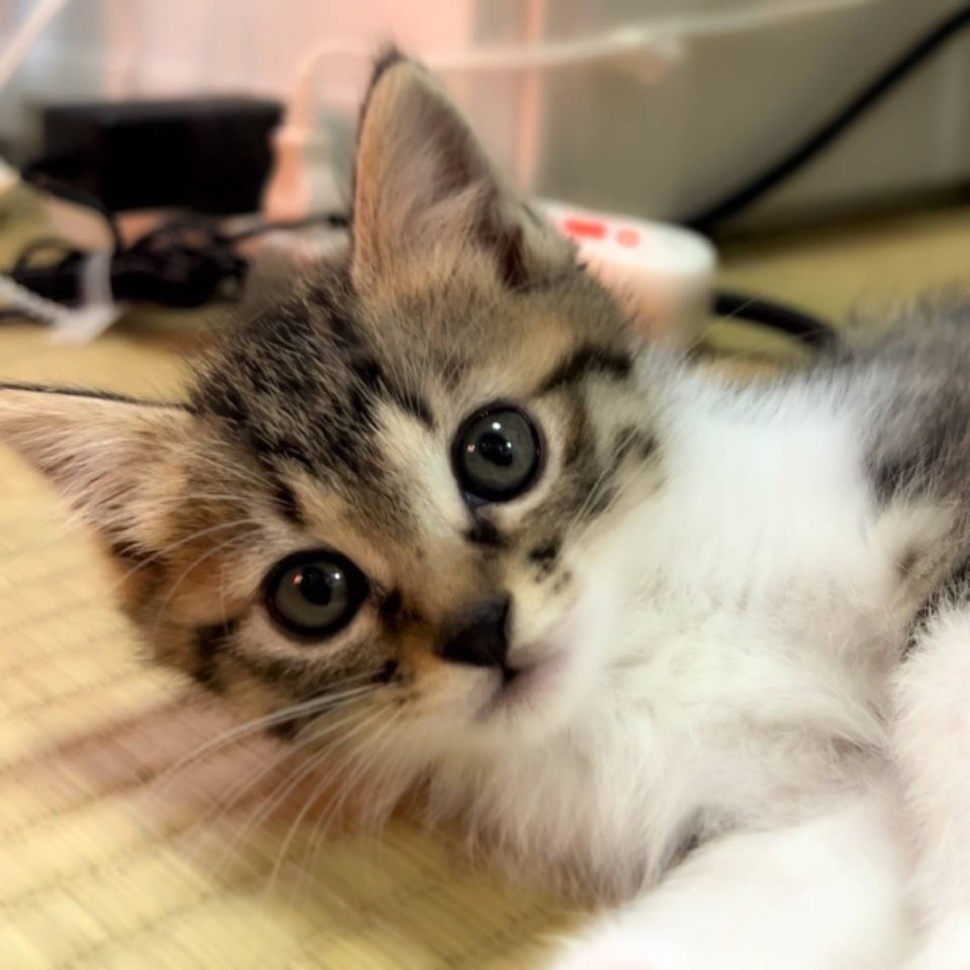 雑種（ミックス猫）・メスの里親募集の写真