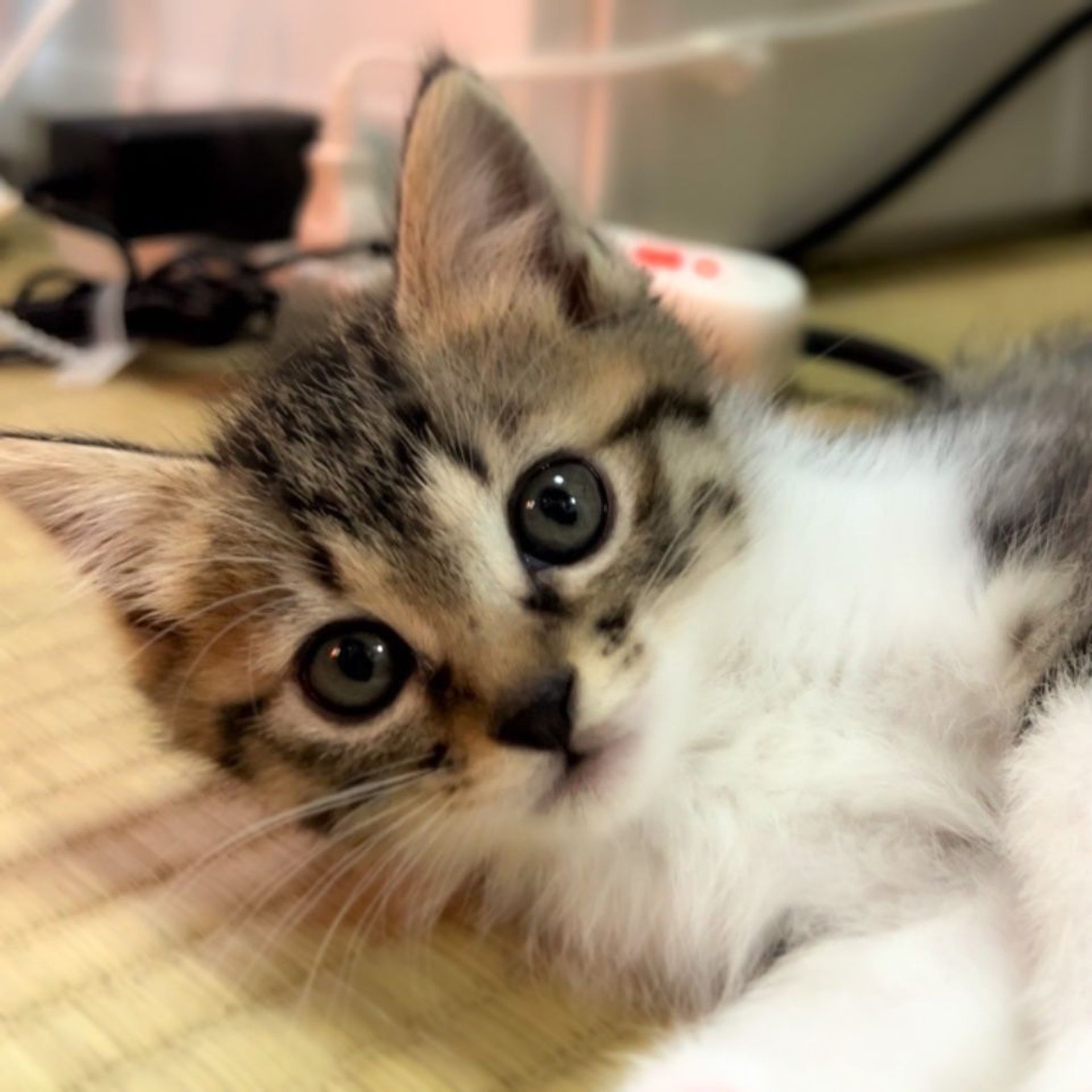 雑種（ミックス猫）・メスの里親募集の写真