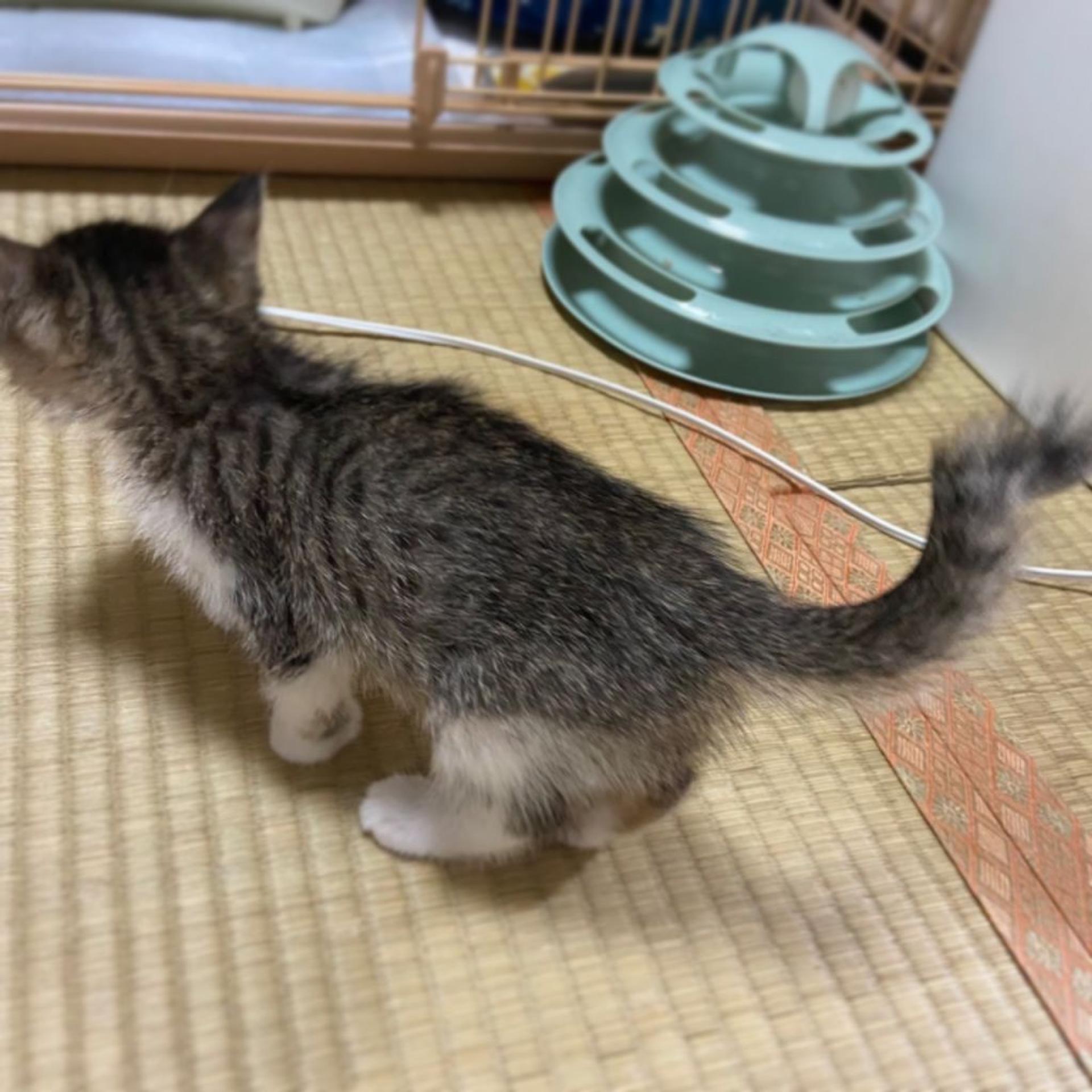 pet-image-4