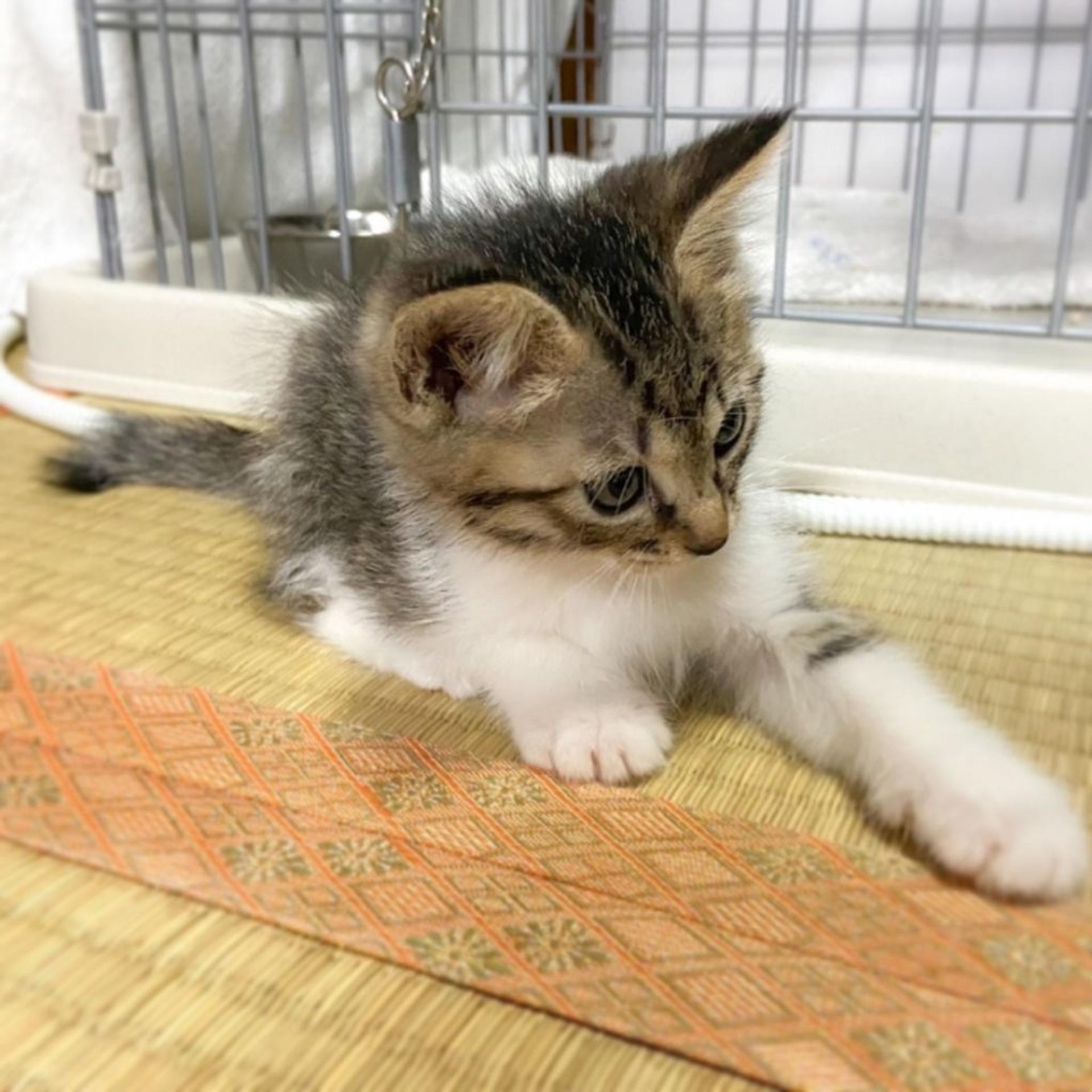 pet-image-3