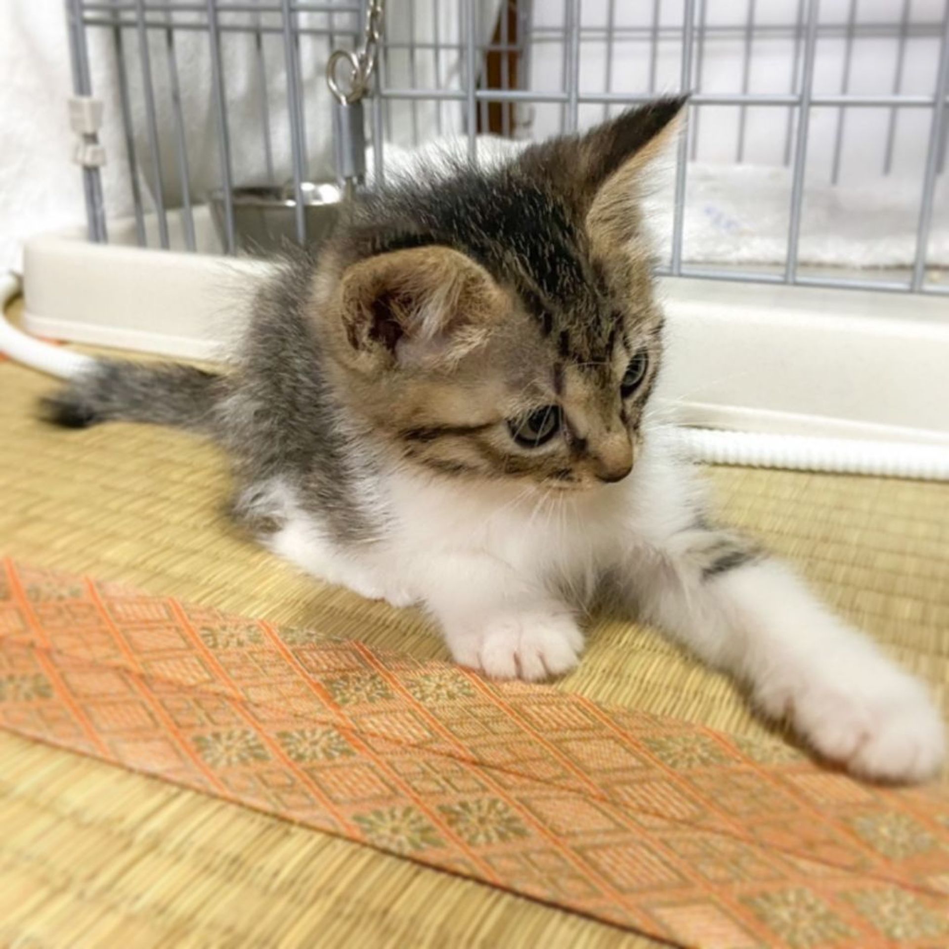 雑種（ミックス猫）・メスの里親募集の写真