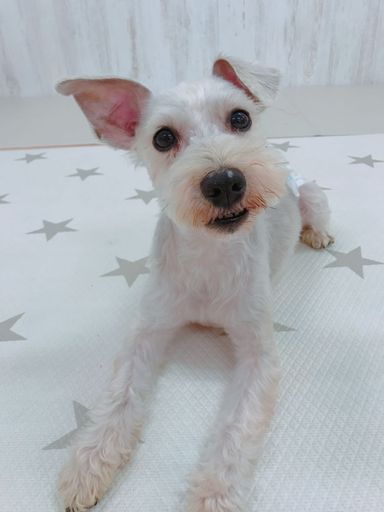 ヴィヴィオ
