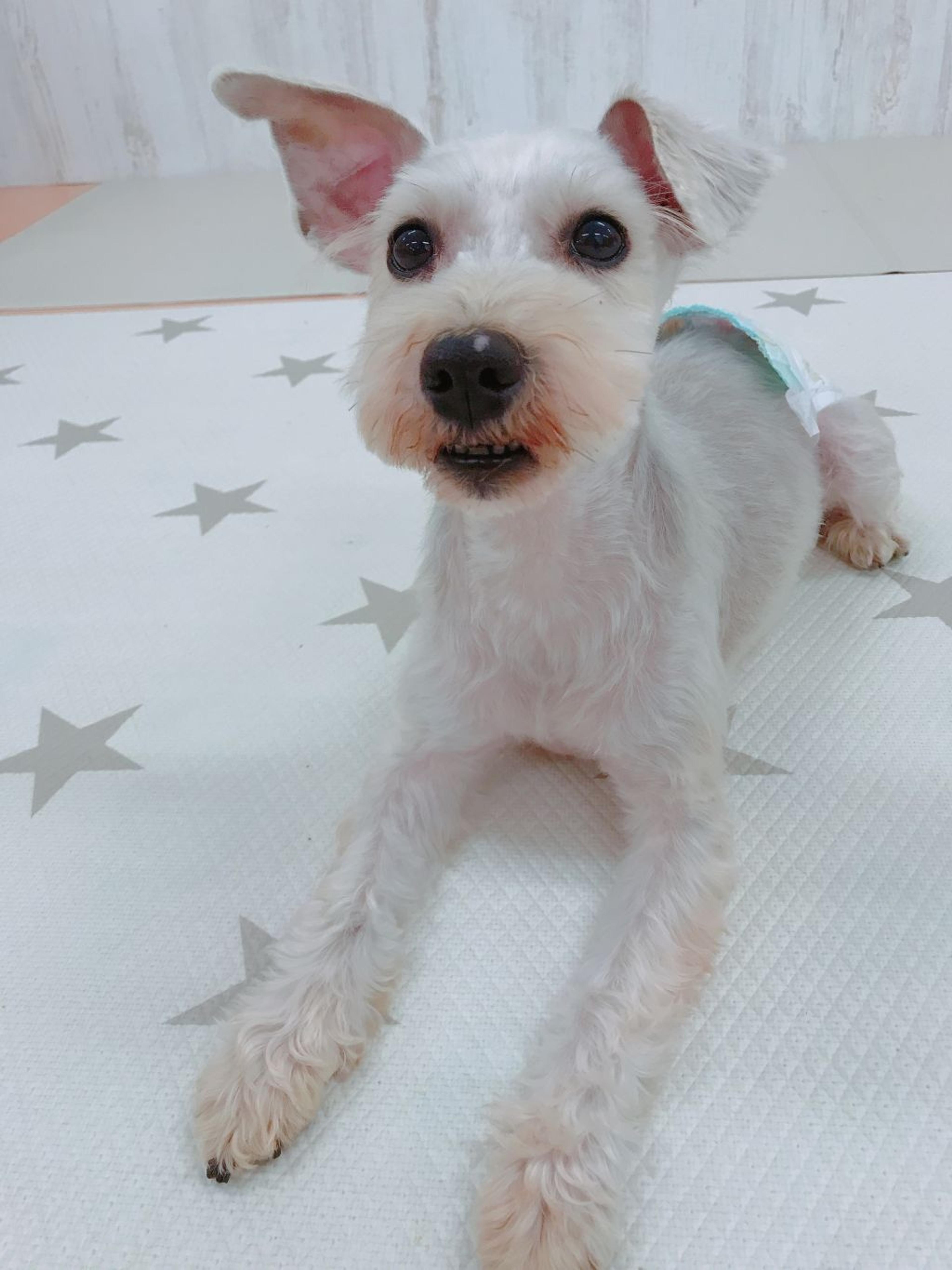 pet-image-2
