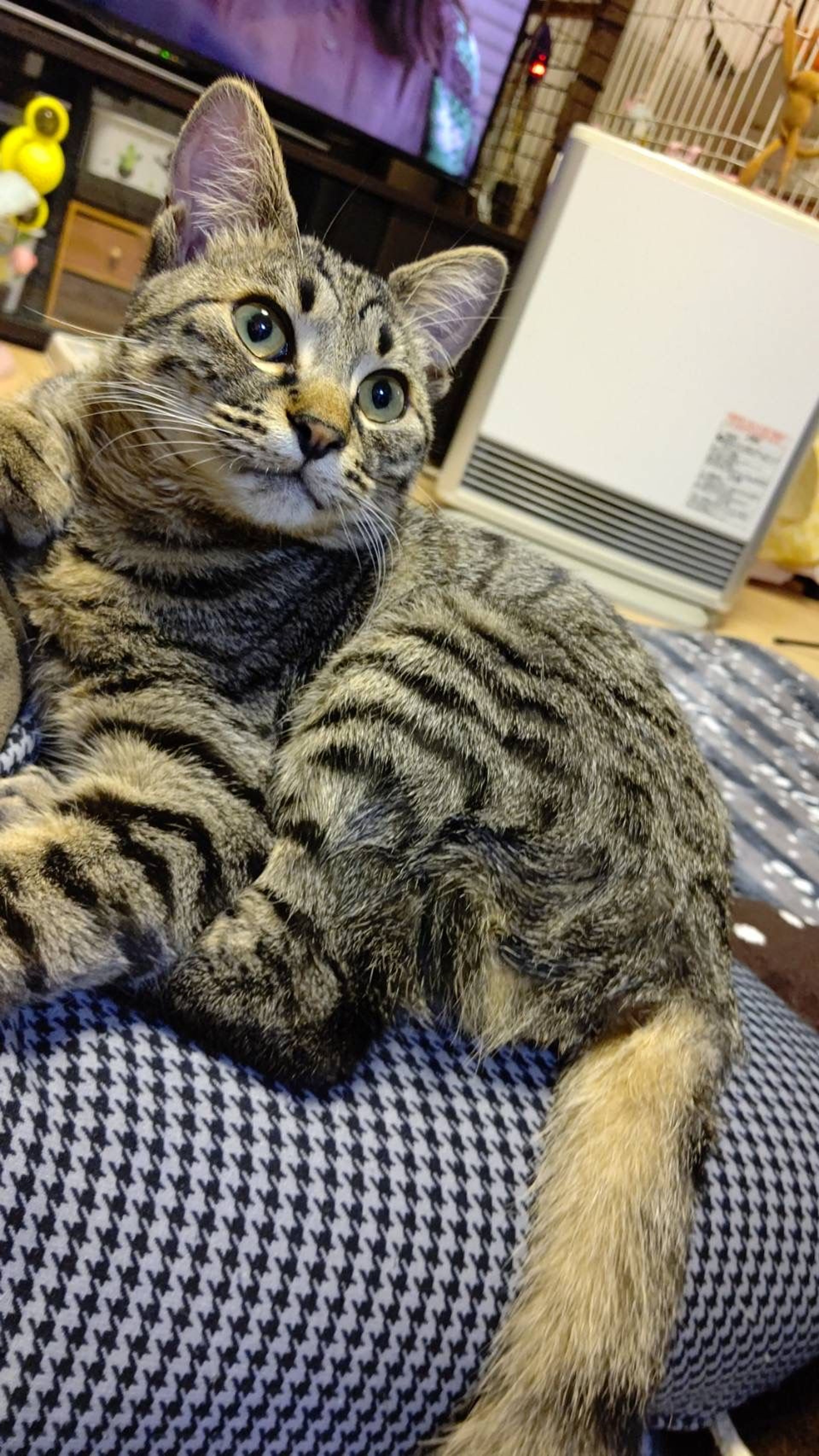 雑種（ミックス猫）・オスの里親募集の写真