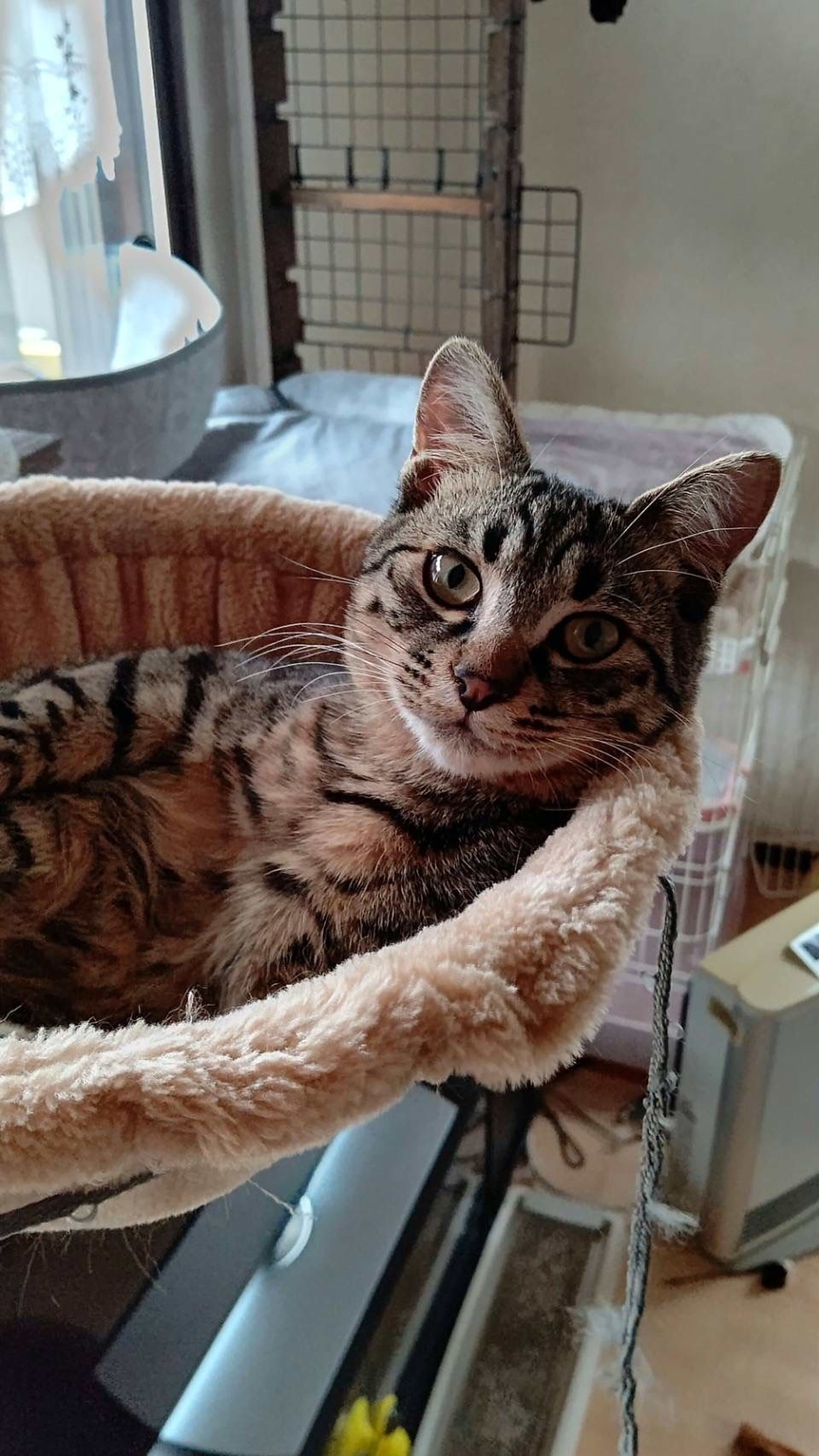 pet-image-2