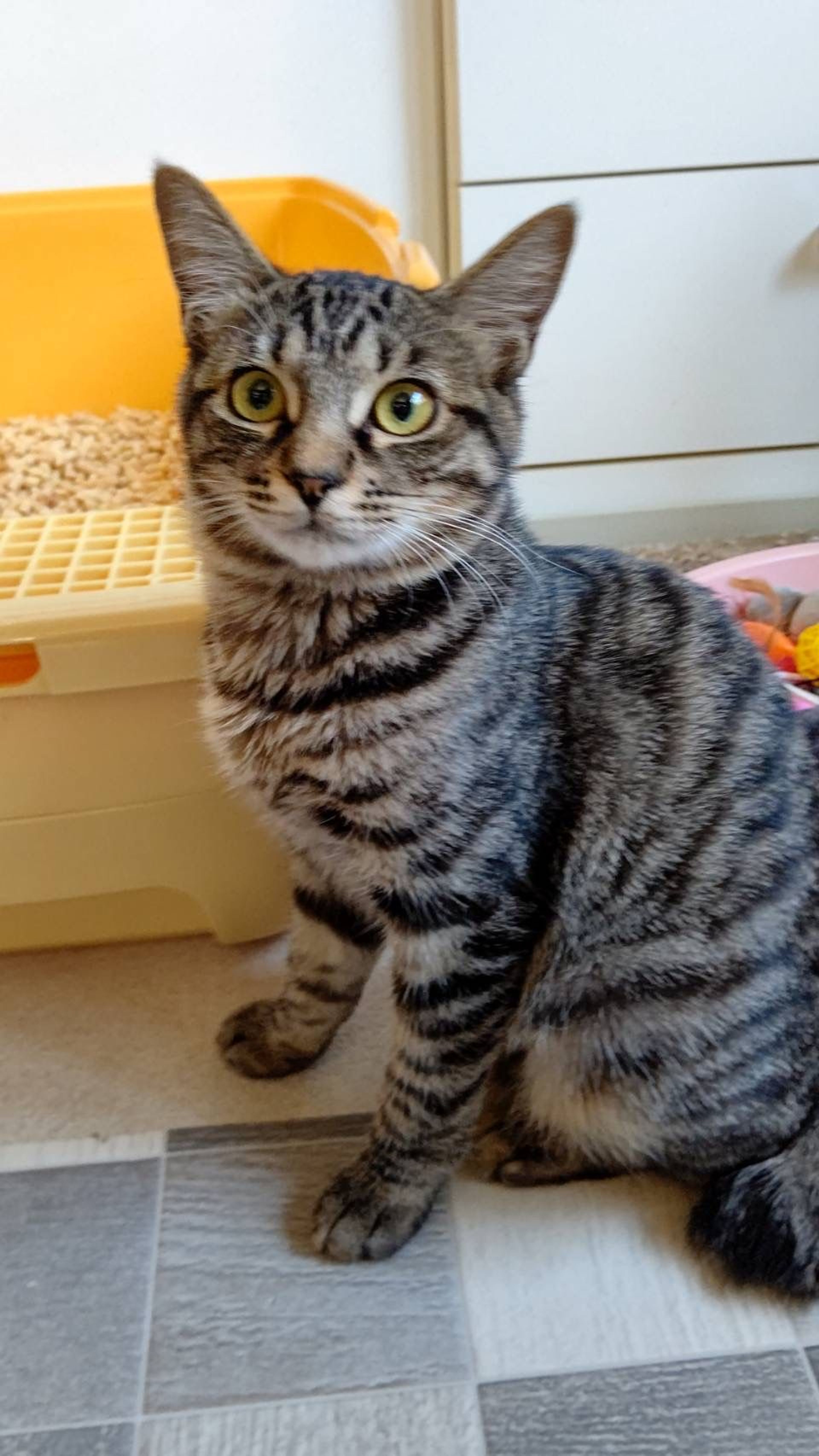 雑種（ミックス猫）・メスの里親募集の写真
