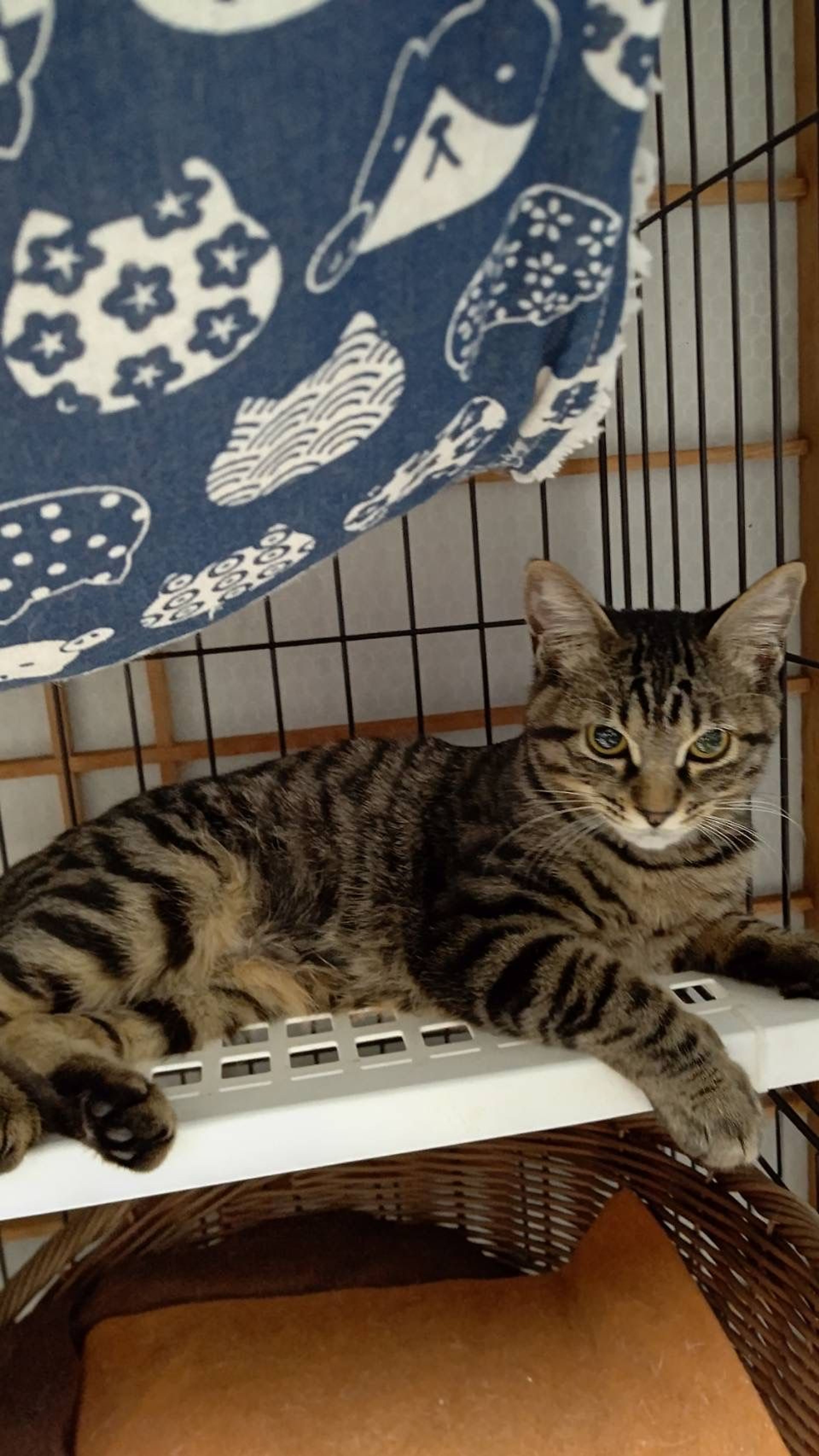 pet-image-2