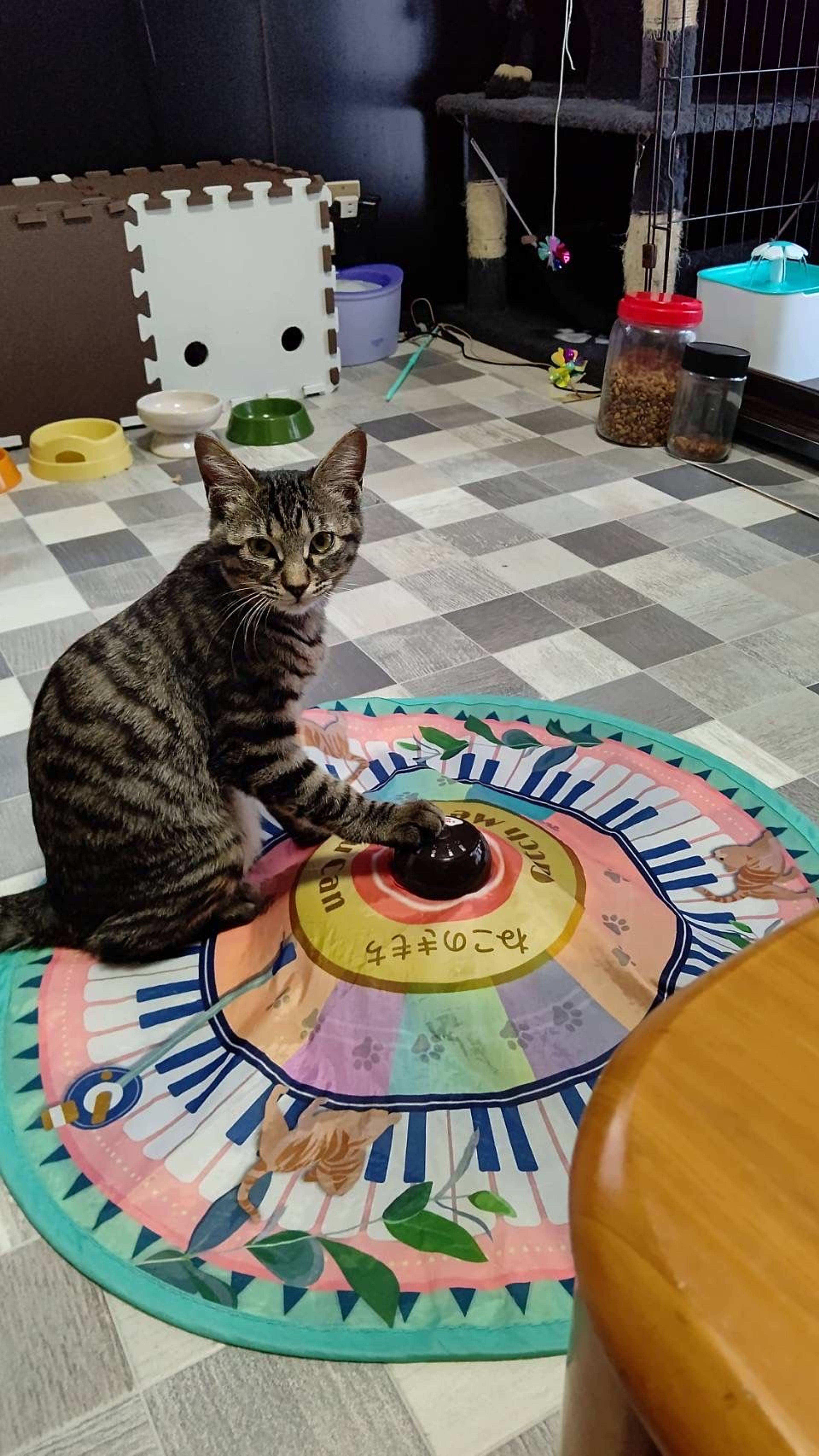 pet-image-3