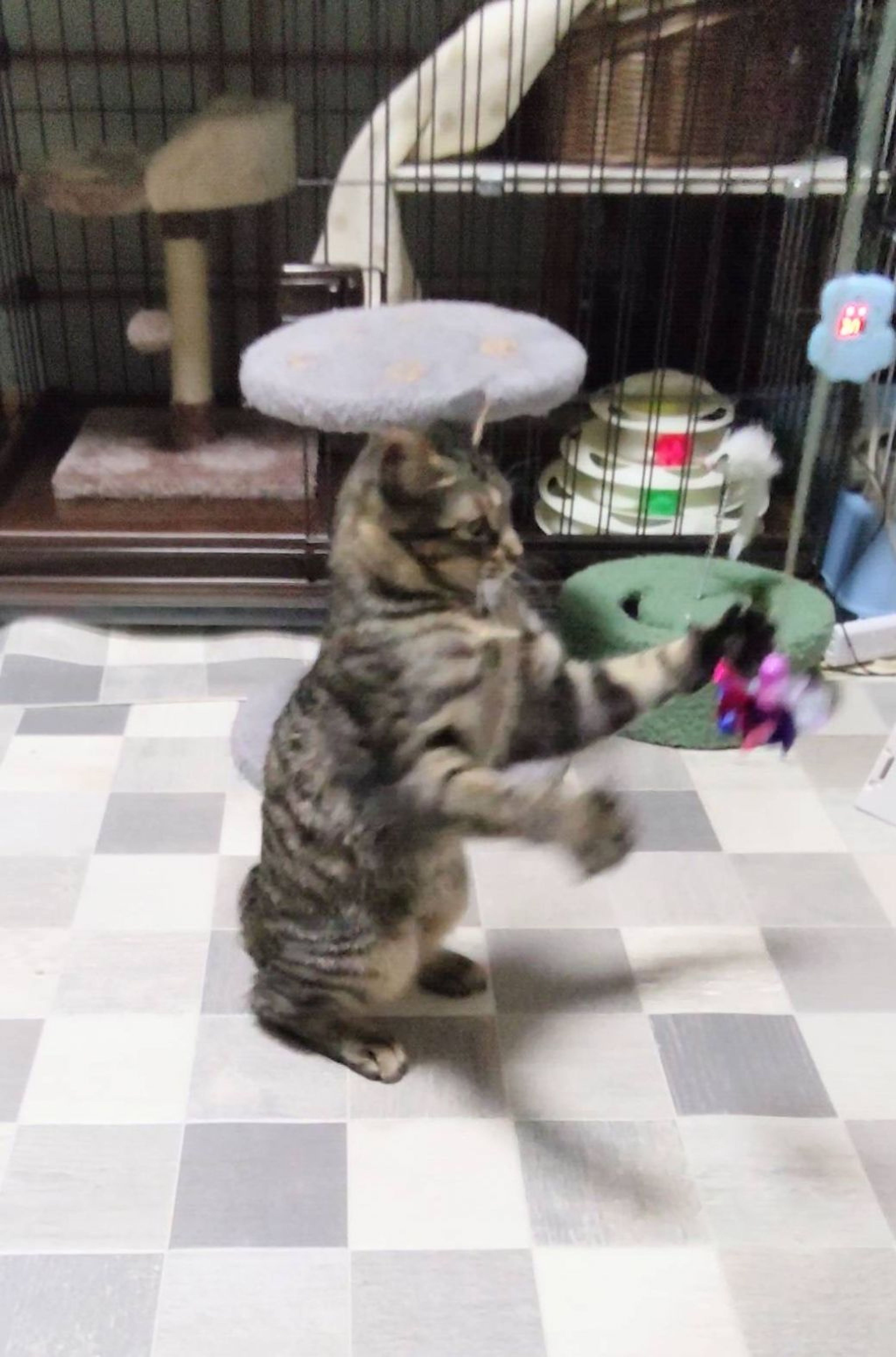 pet-image-4