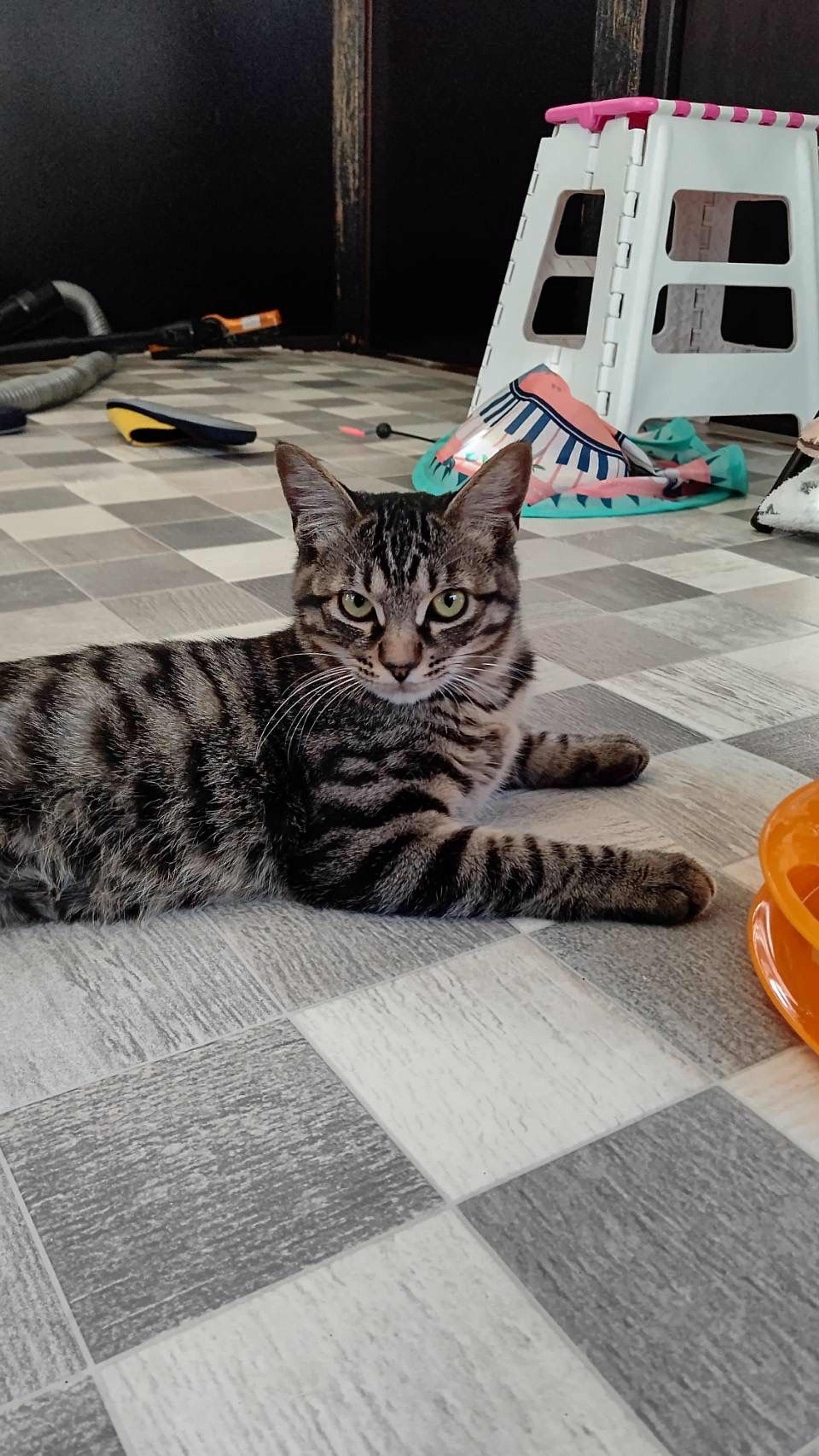 pet-image-5
