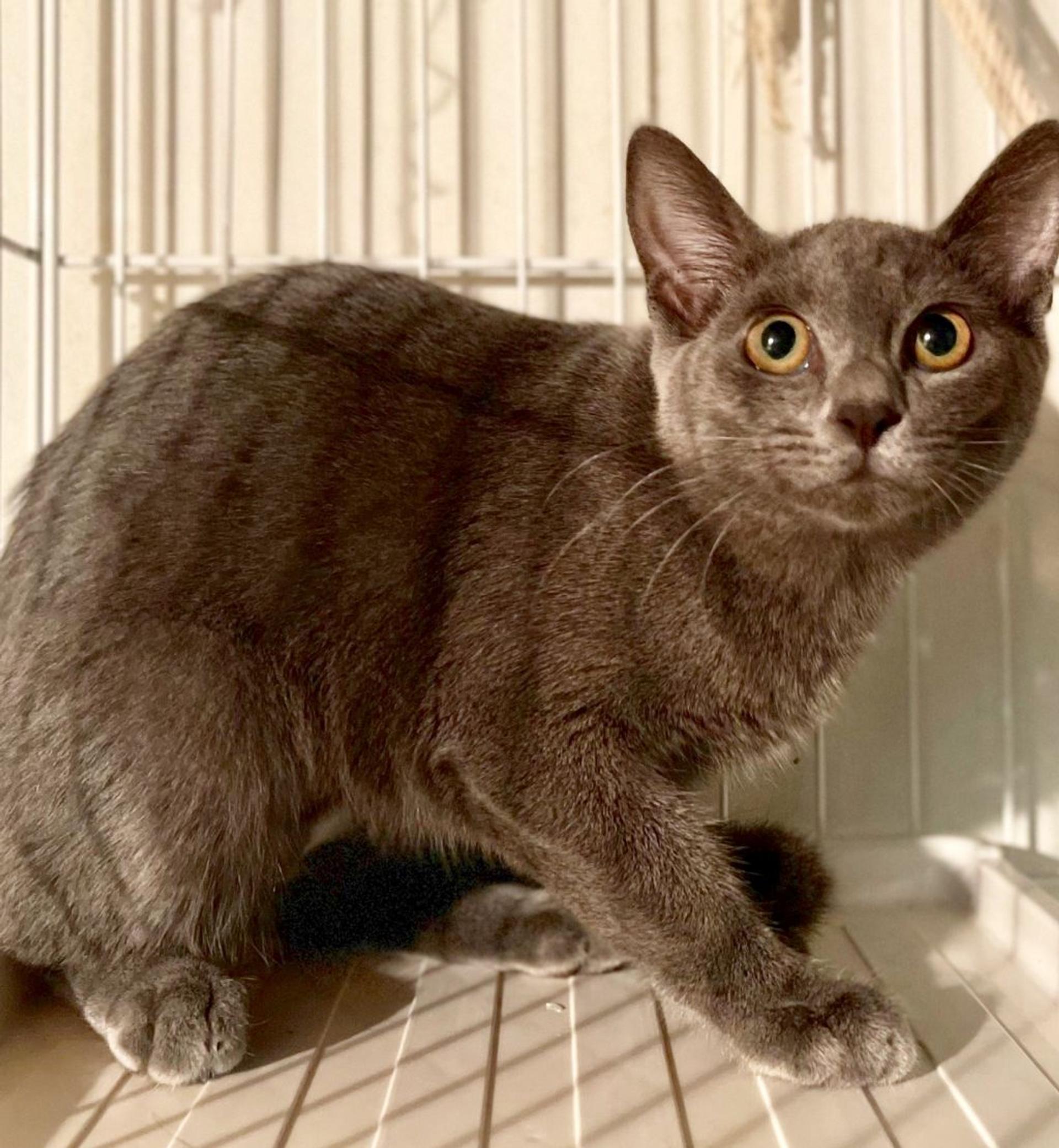 pet-image-2