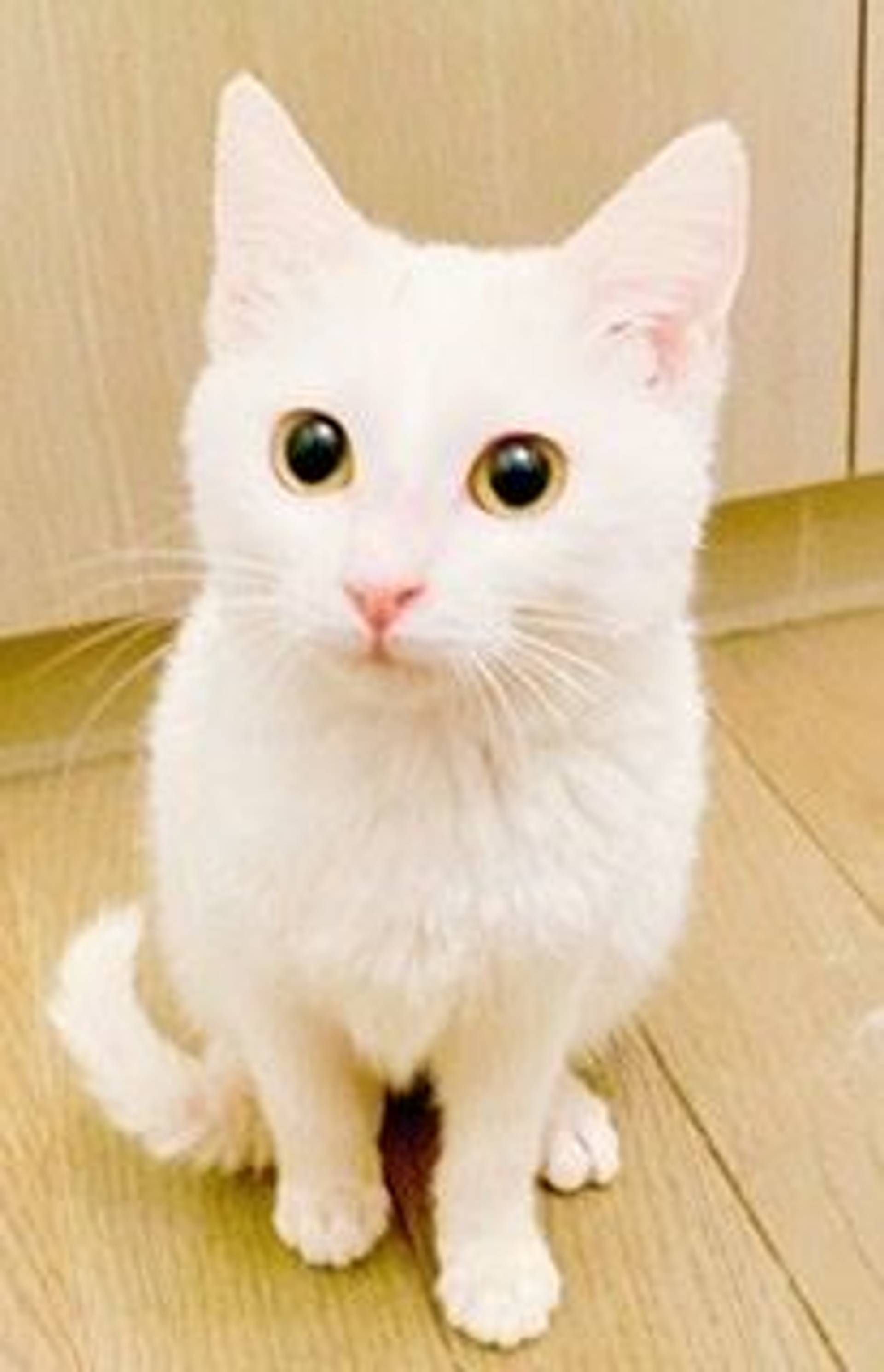 雑種（ミックス猫）・メスの里親募集の写真