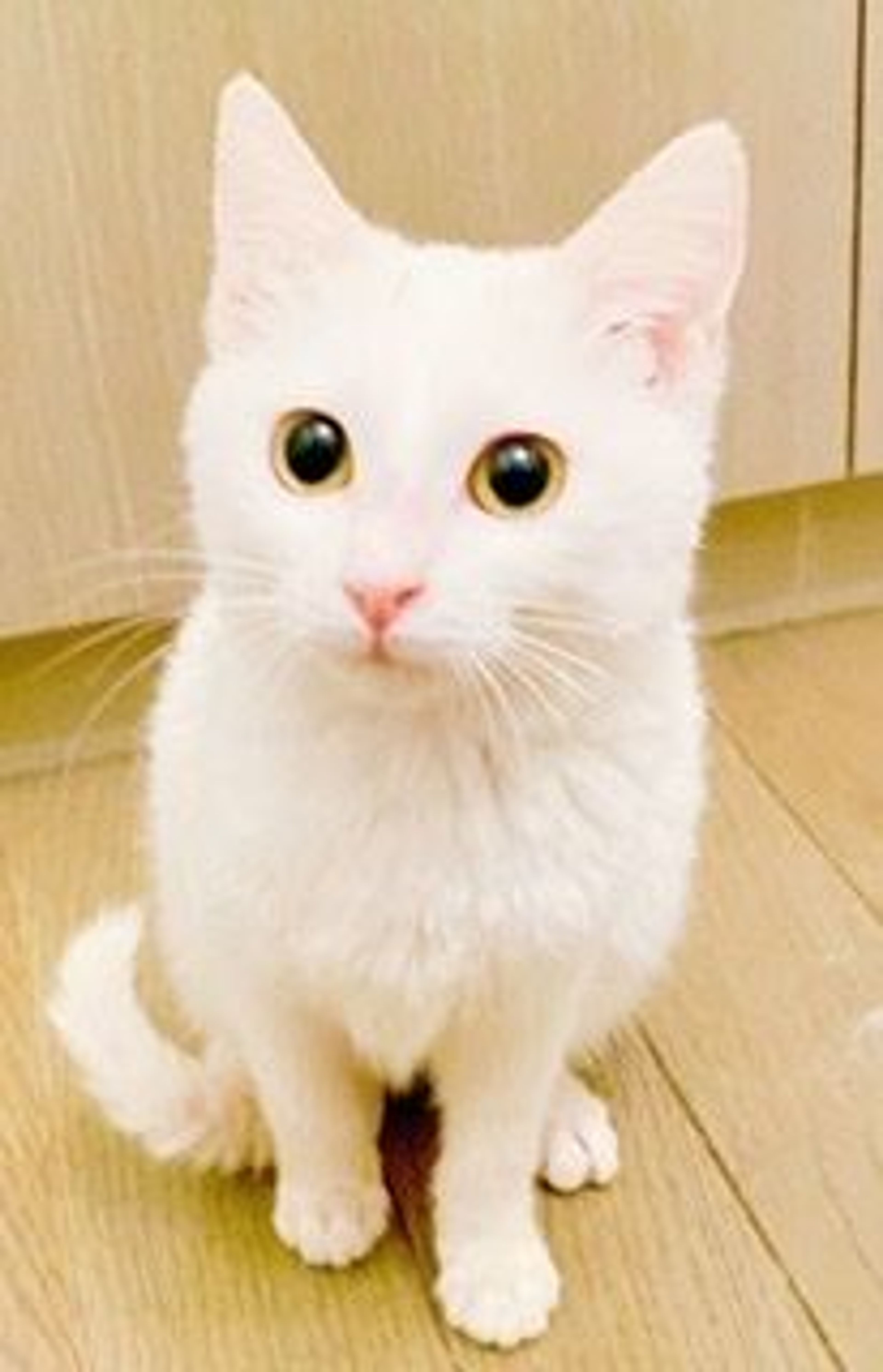 雑種（ミックス猫）・メスの里親募集の写真