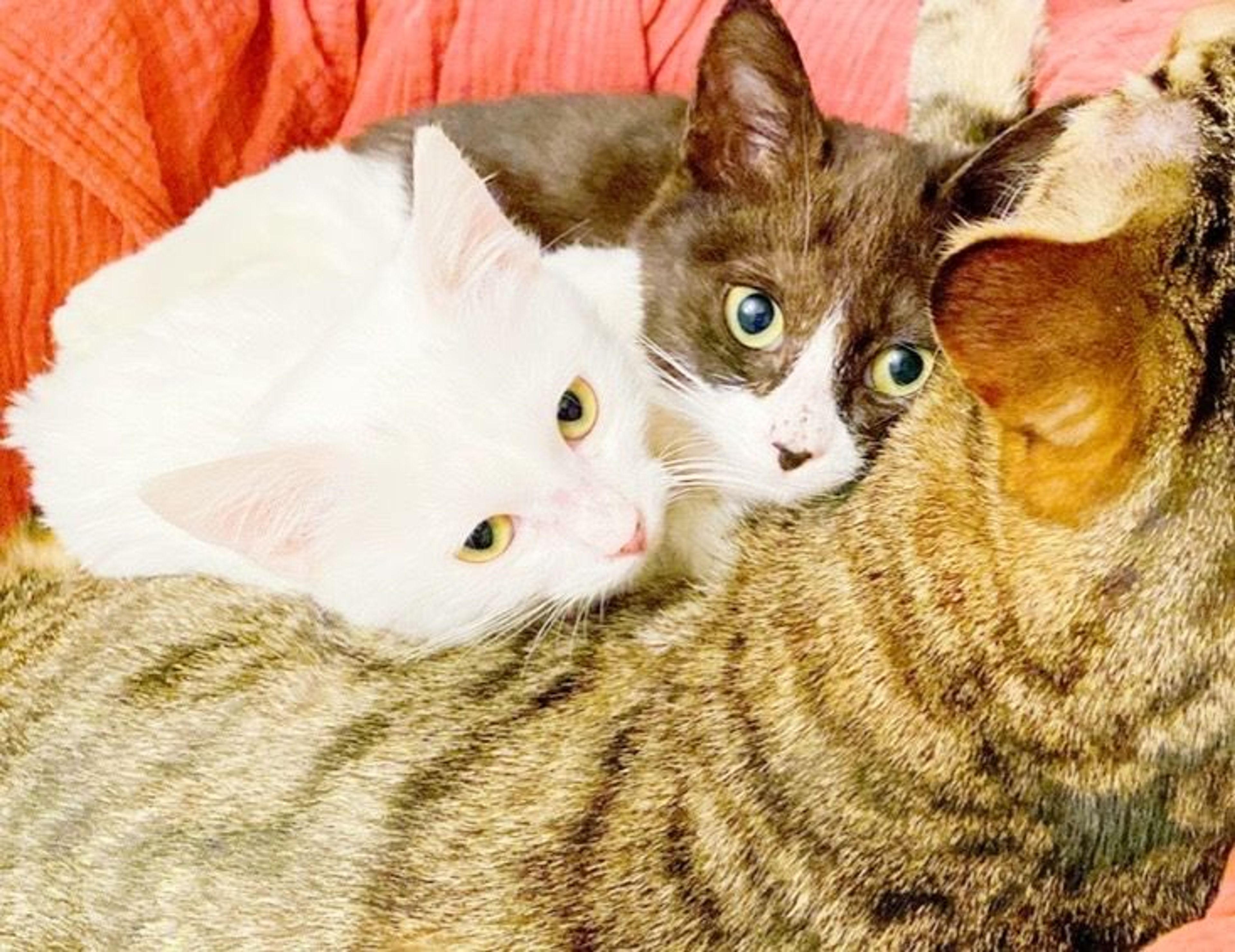 pet-image-4