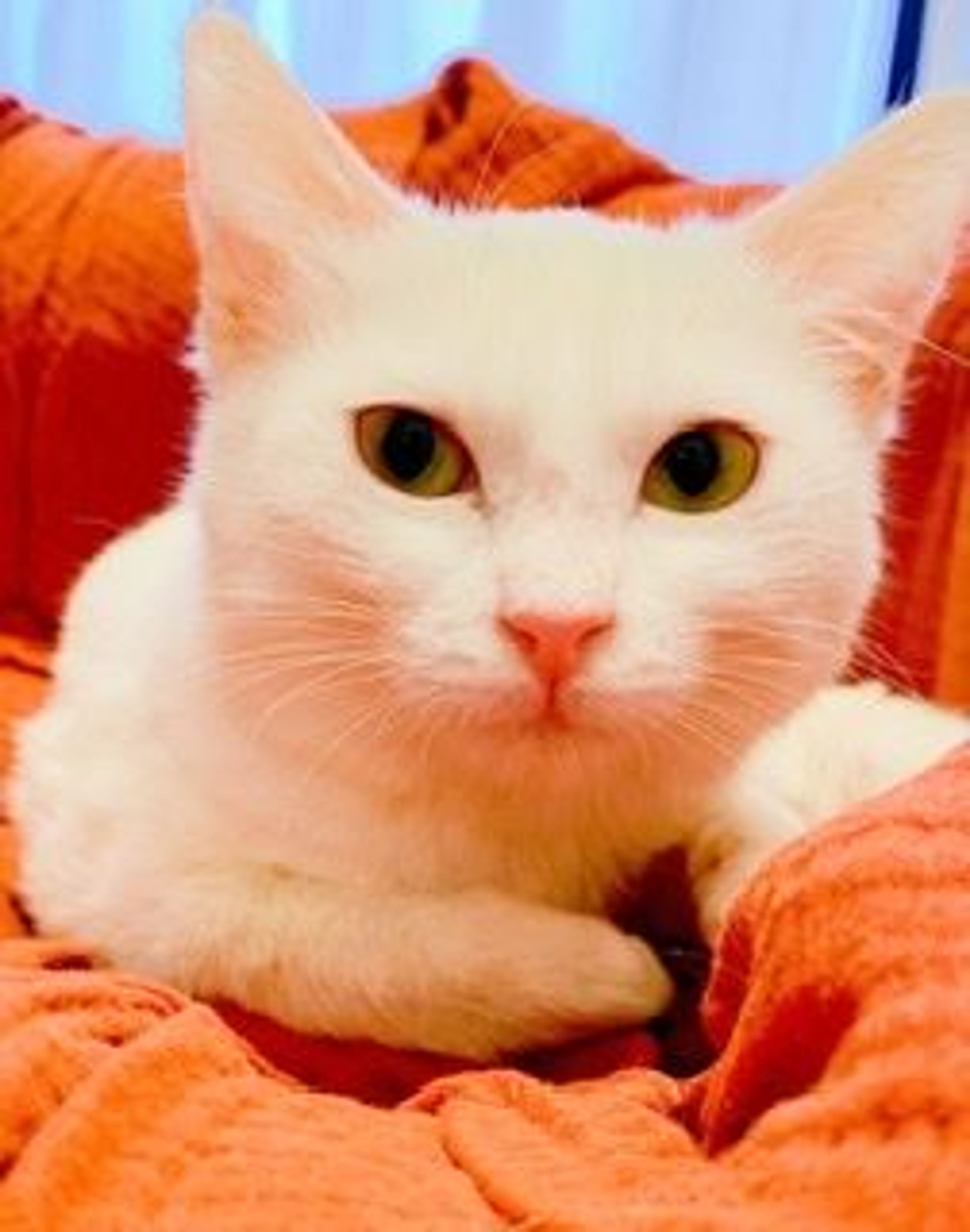 pet-image-5