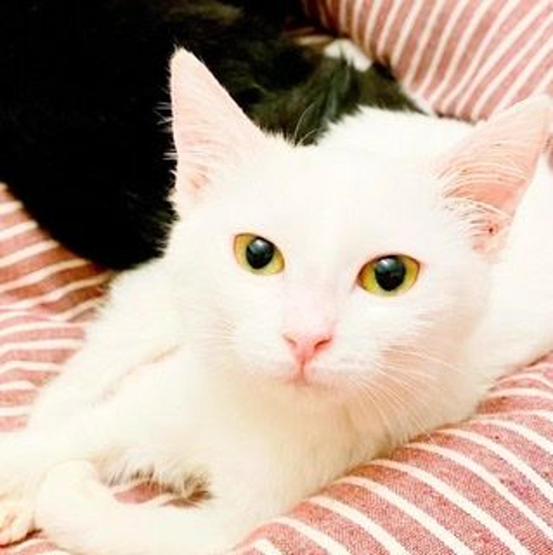 pet-image-6