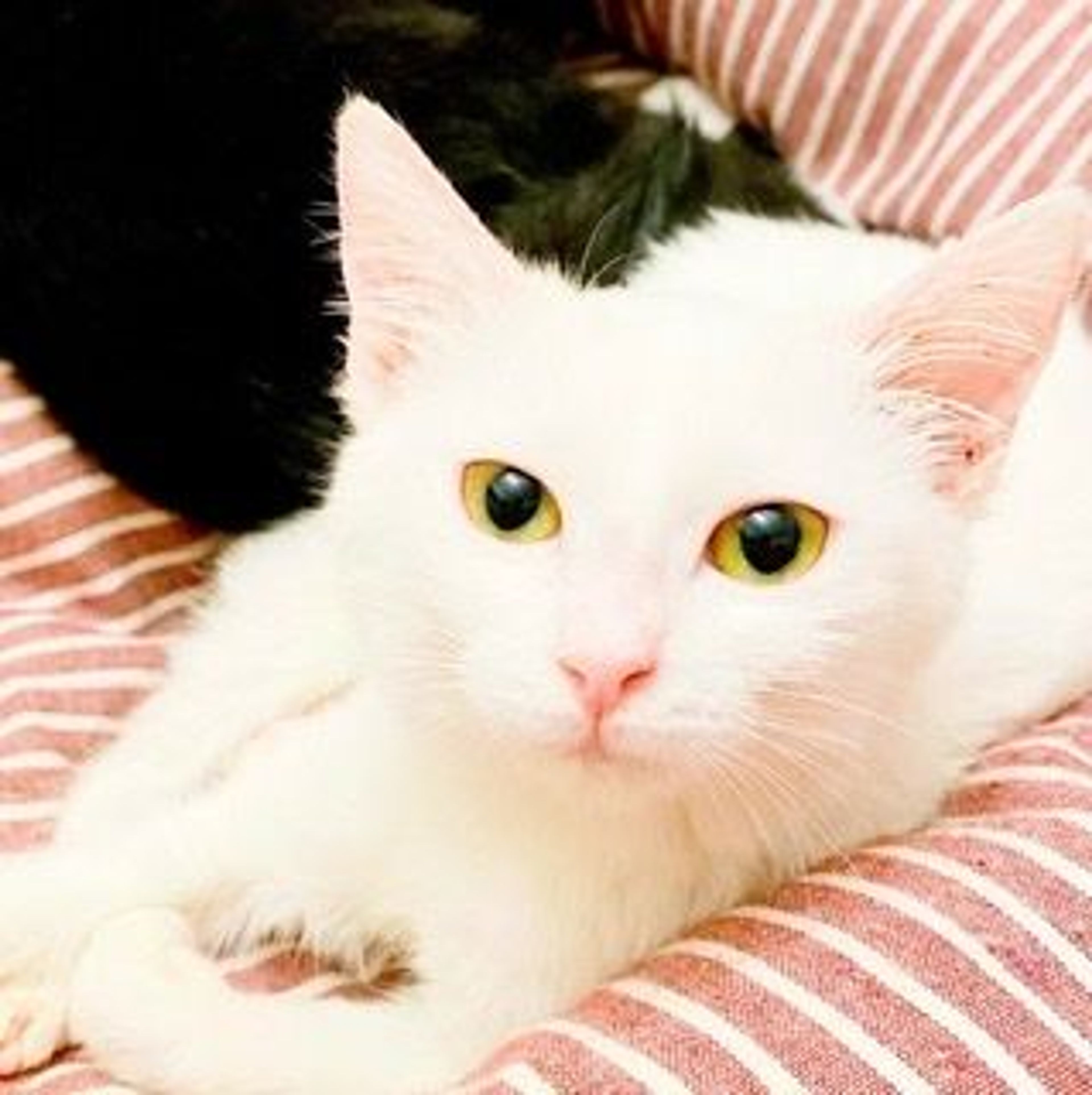 pet-image-6
