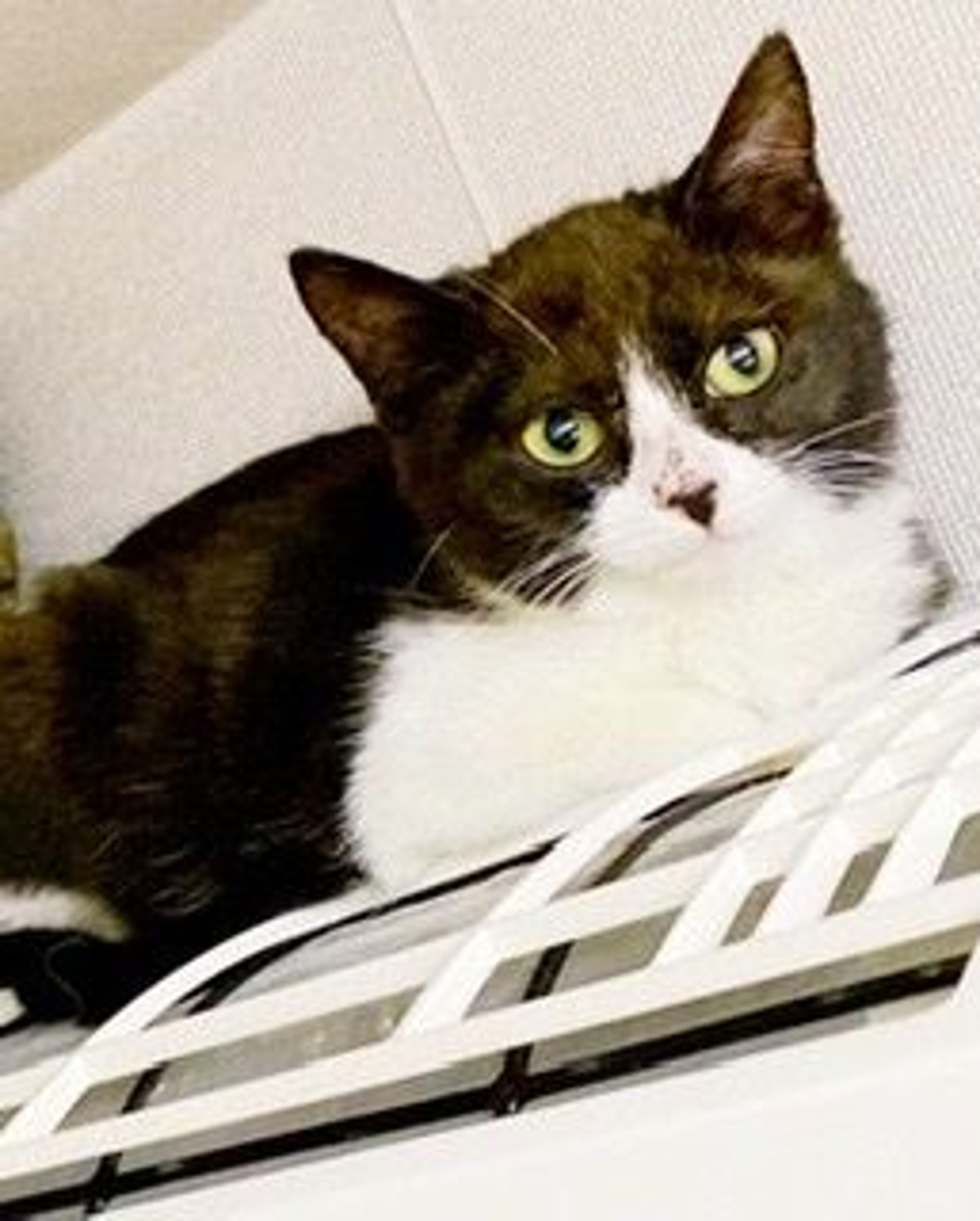 pet-image-2