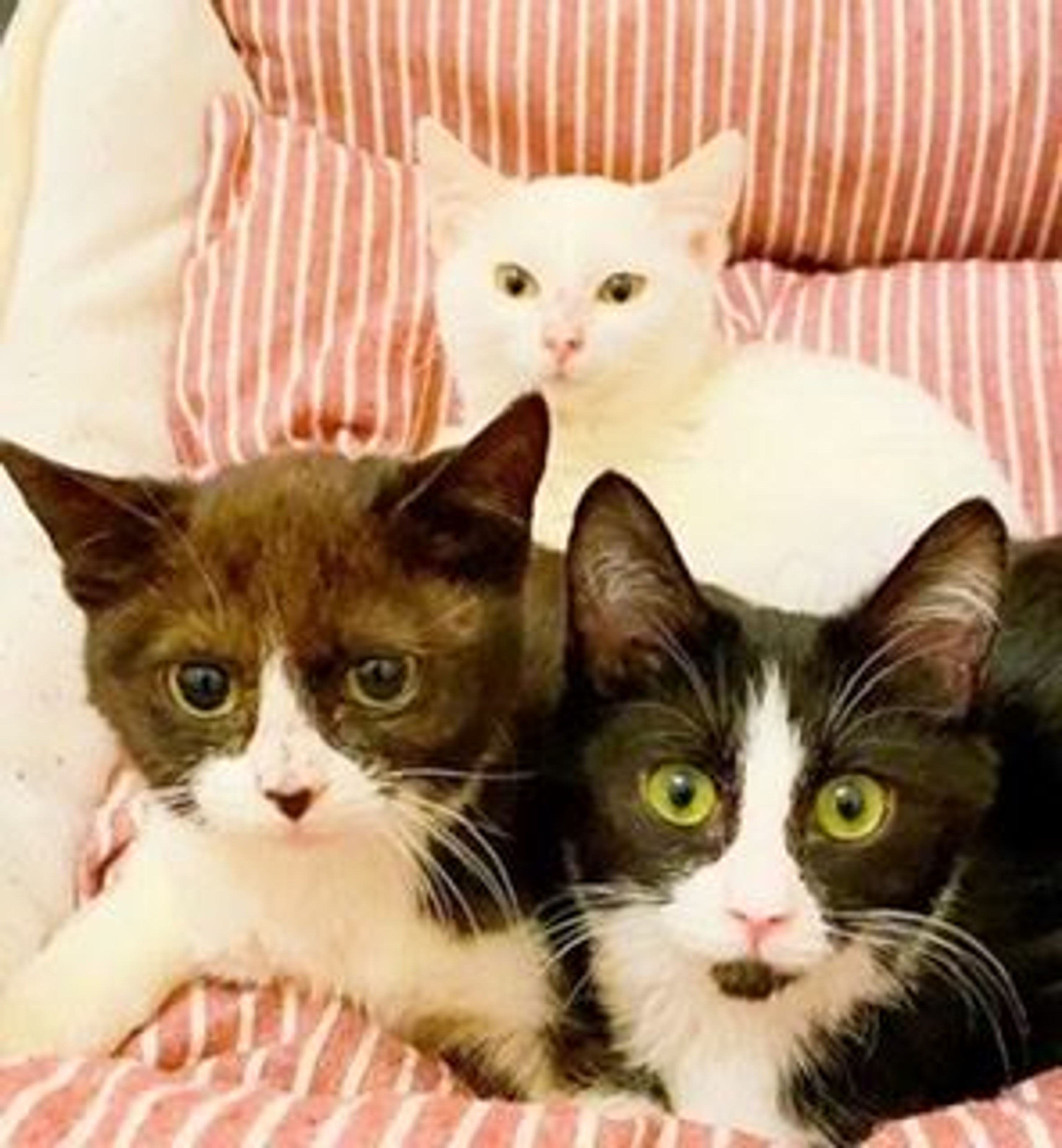 pet-image-5