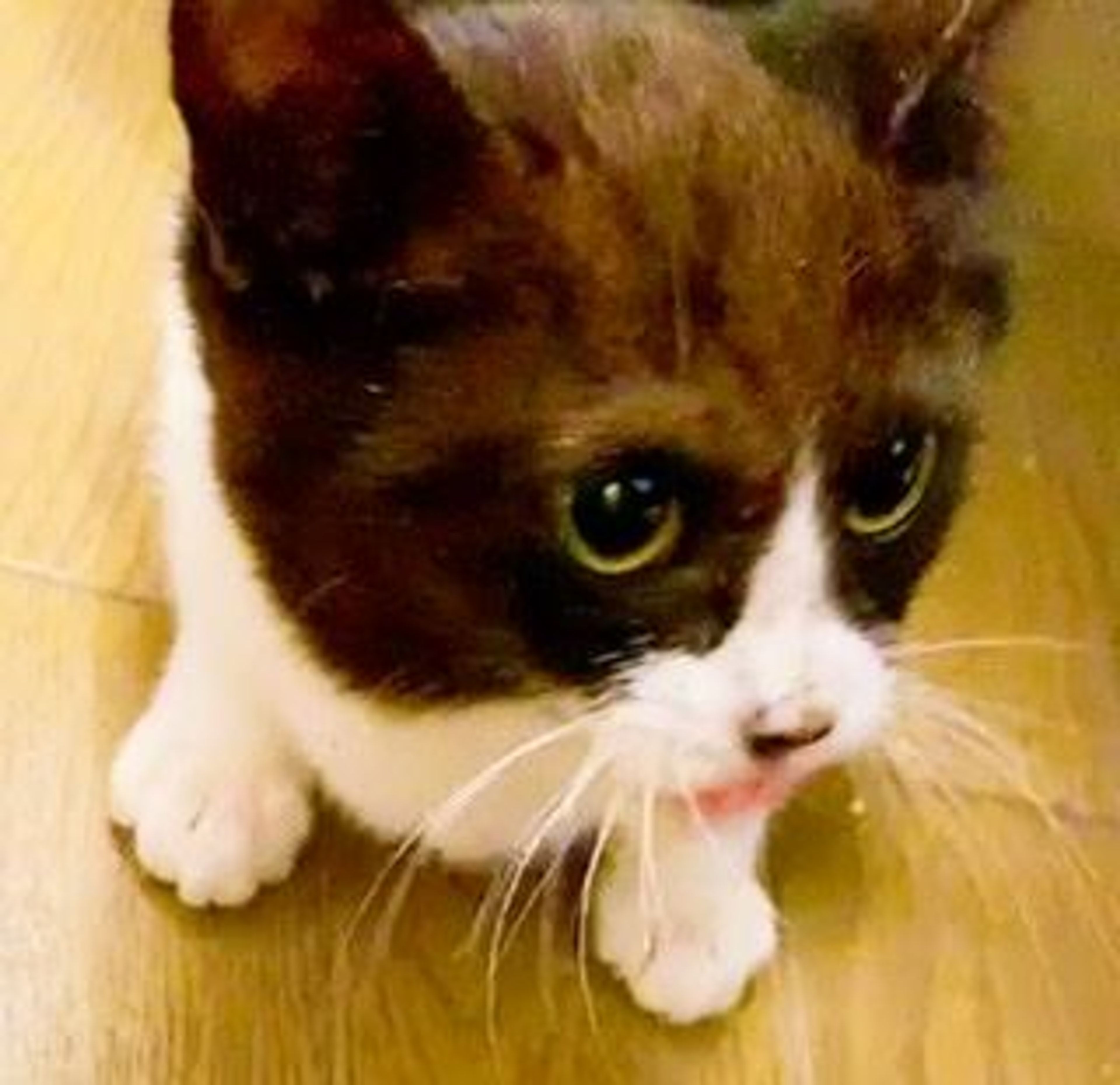 pet-image-7
