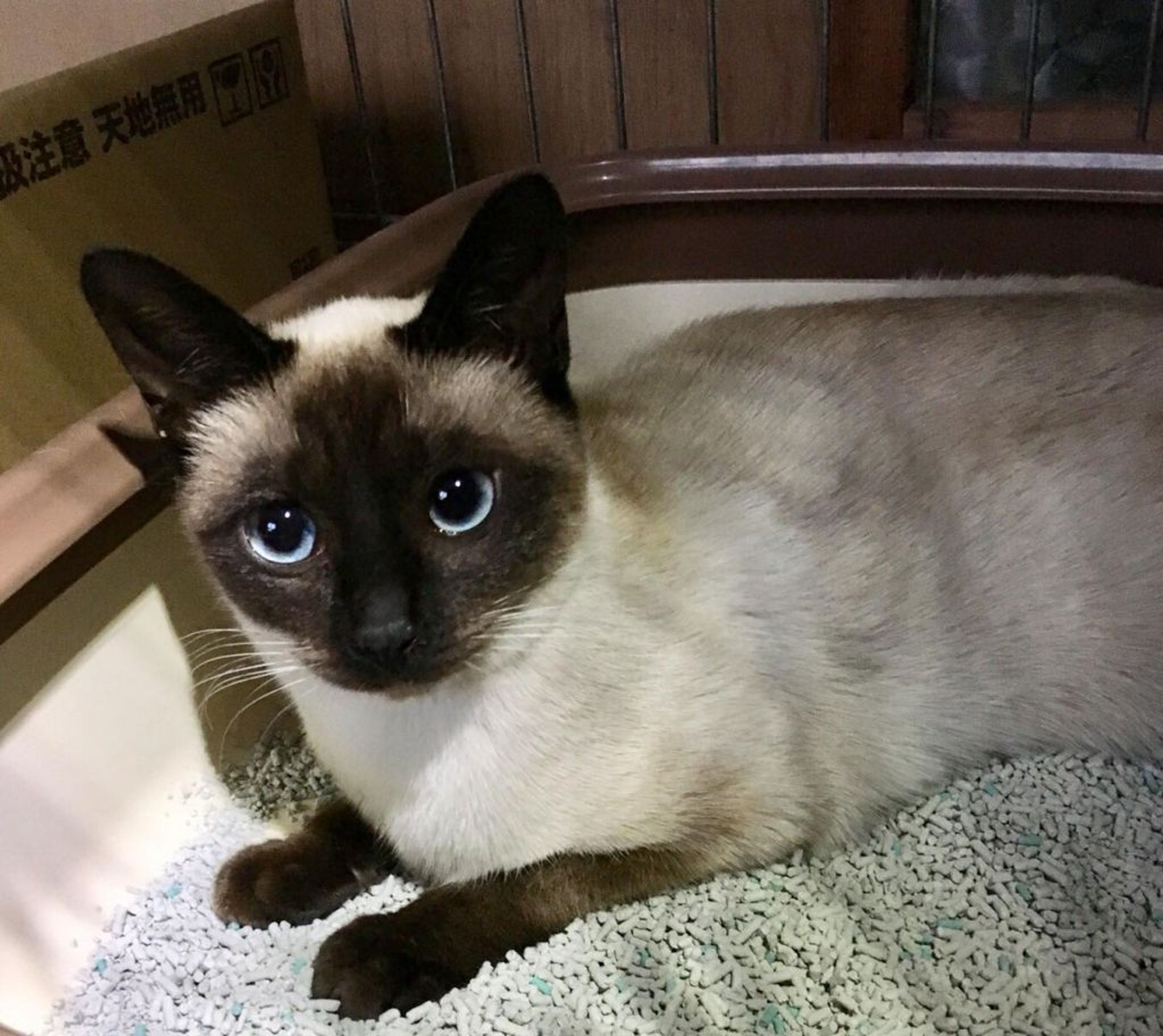雑種（ミックス猫）・メスの里親募集の写真