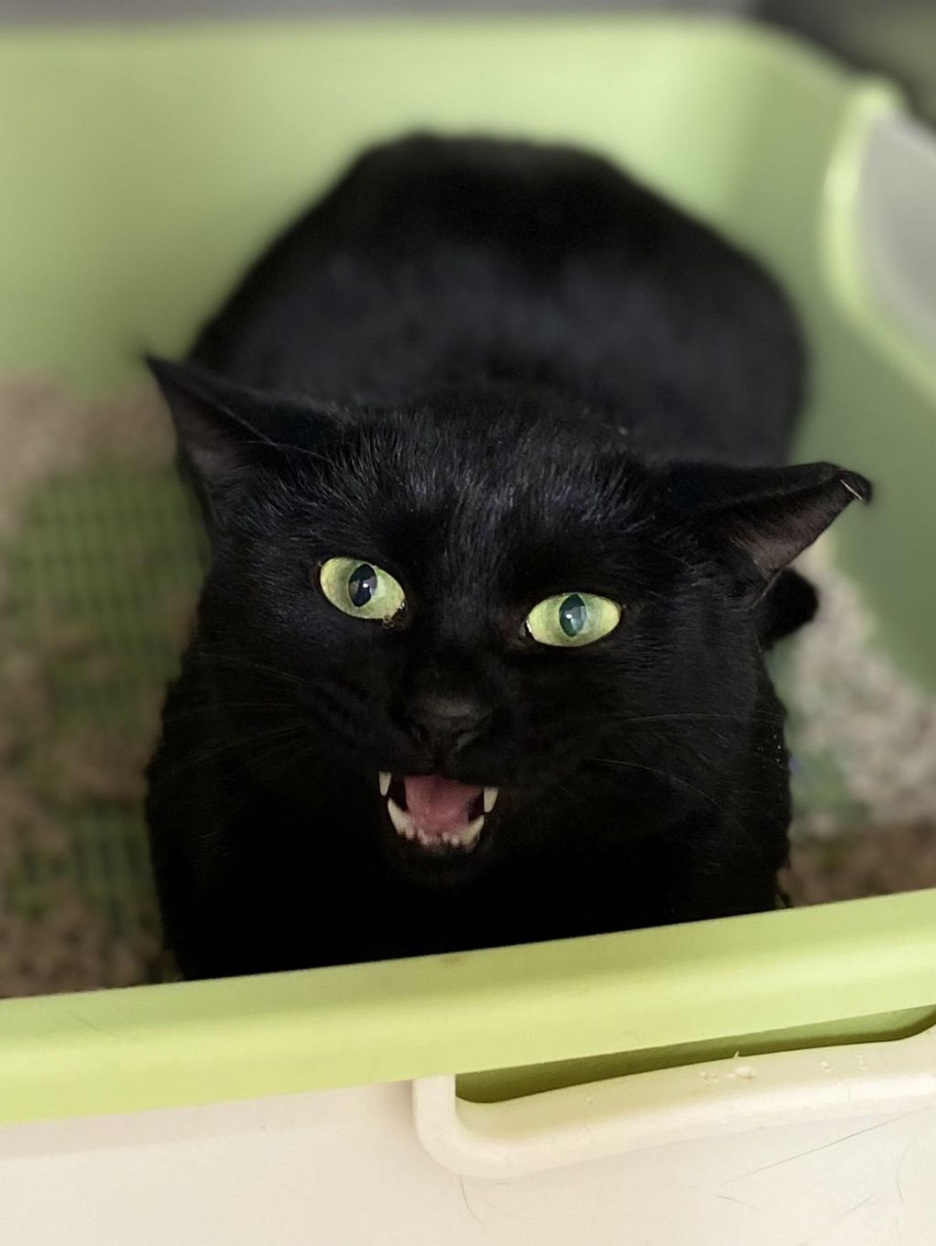 雑種（ミックス猫）・メスの里親募集の写真