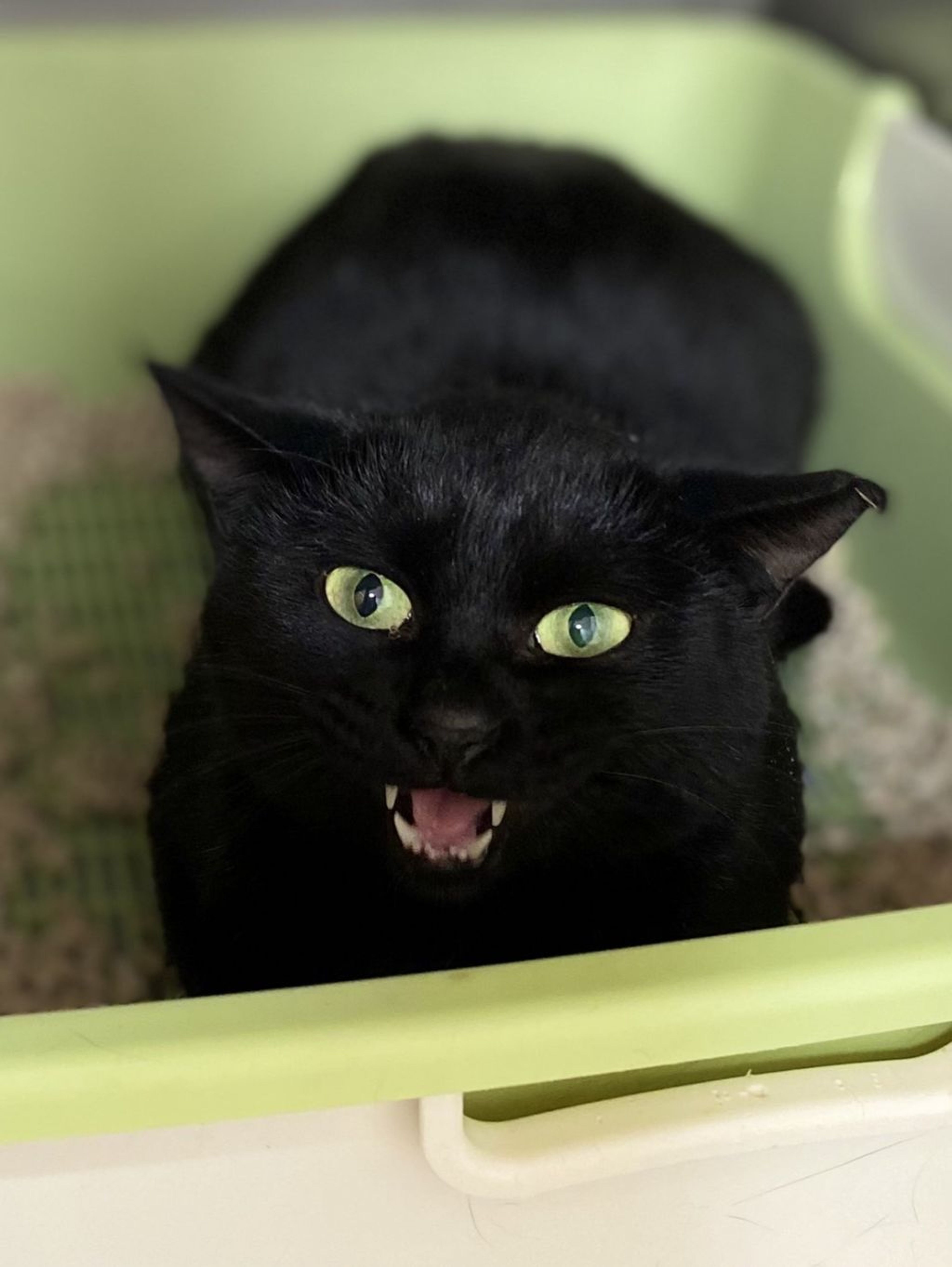雑種（ミックス猫）・メスの里親募集の写真