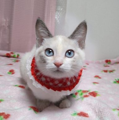 青音(あのん)の写真