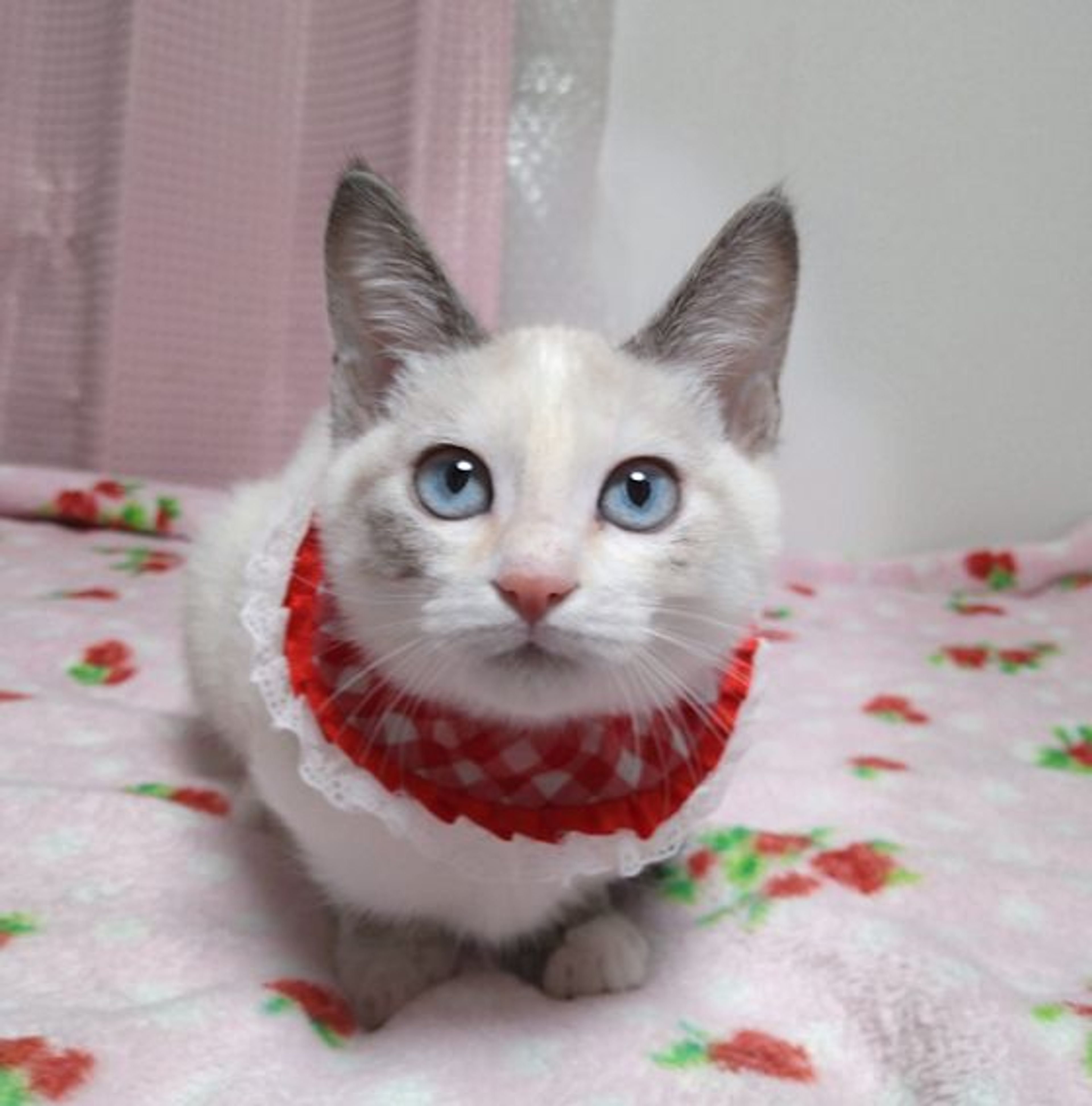 雑種（ミックス猫）・メスの里親募集の写真