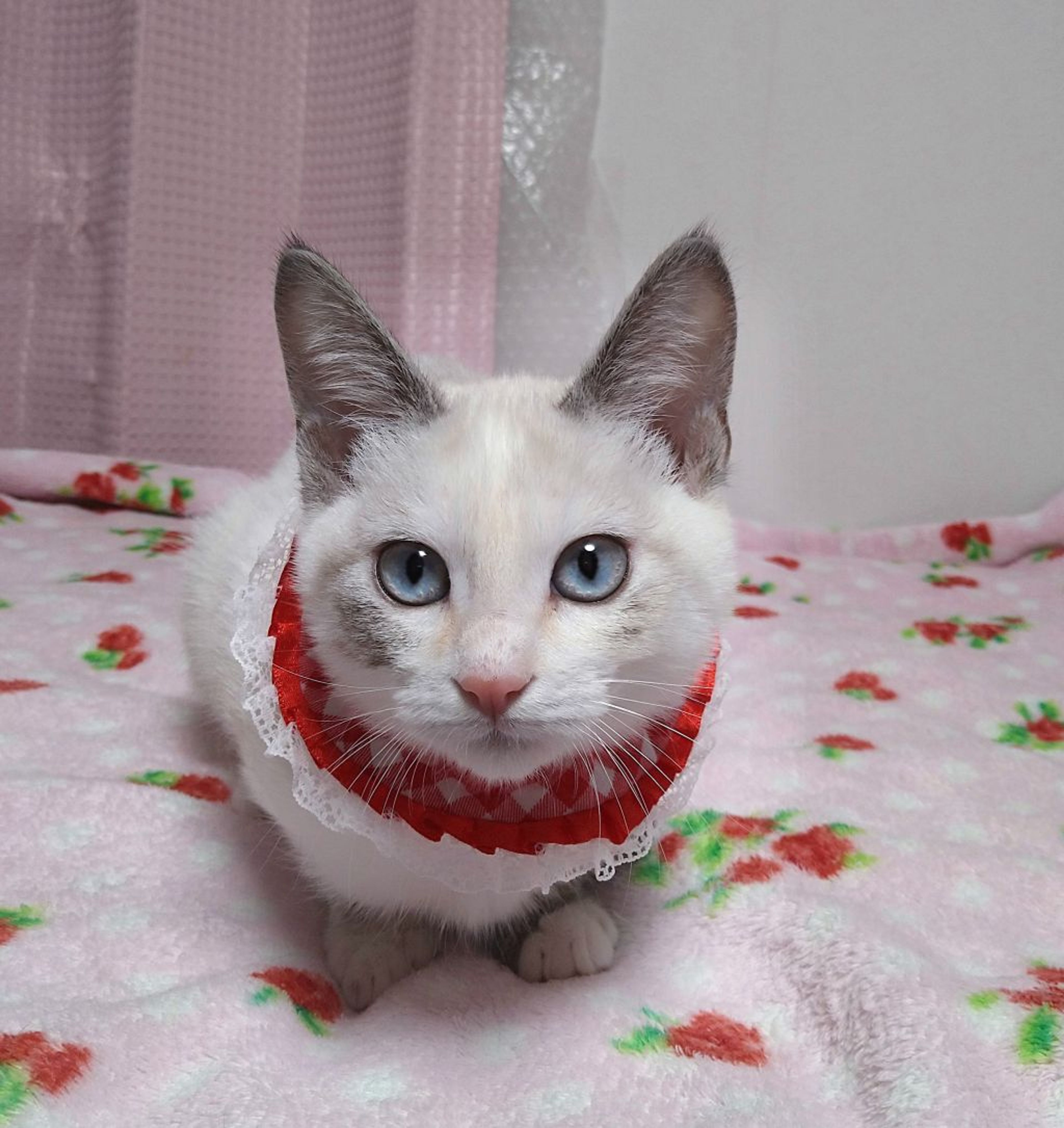 pet-image-3
