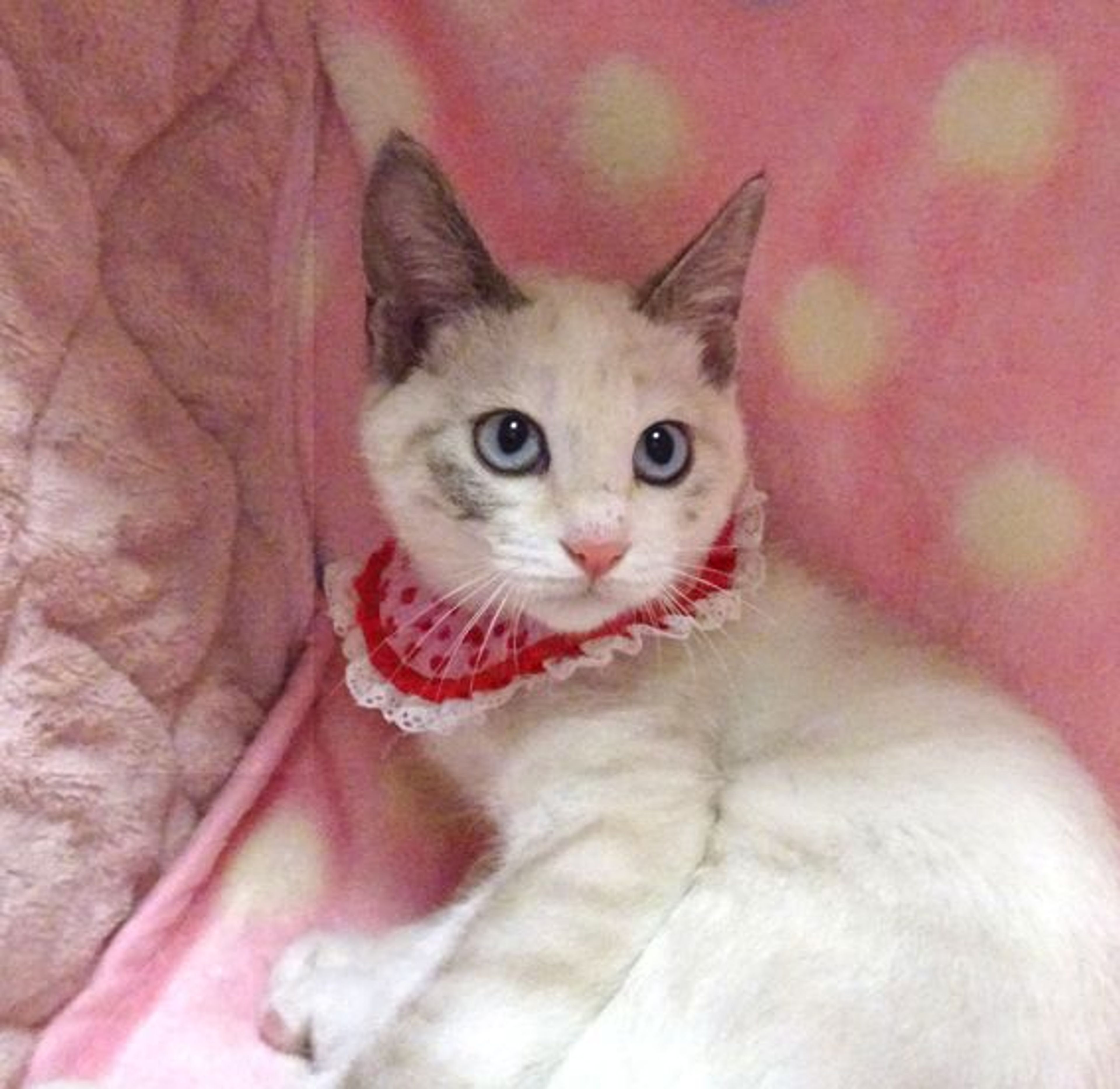 pet-image-4
